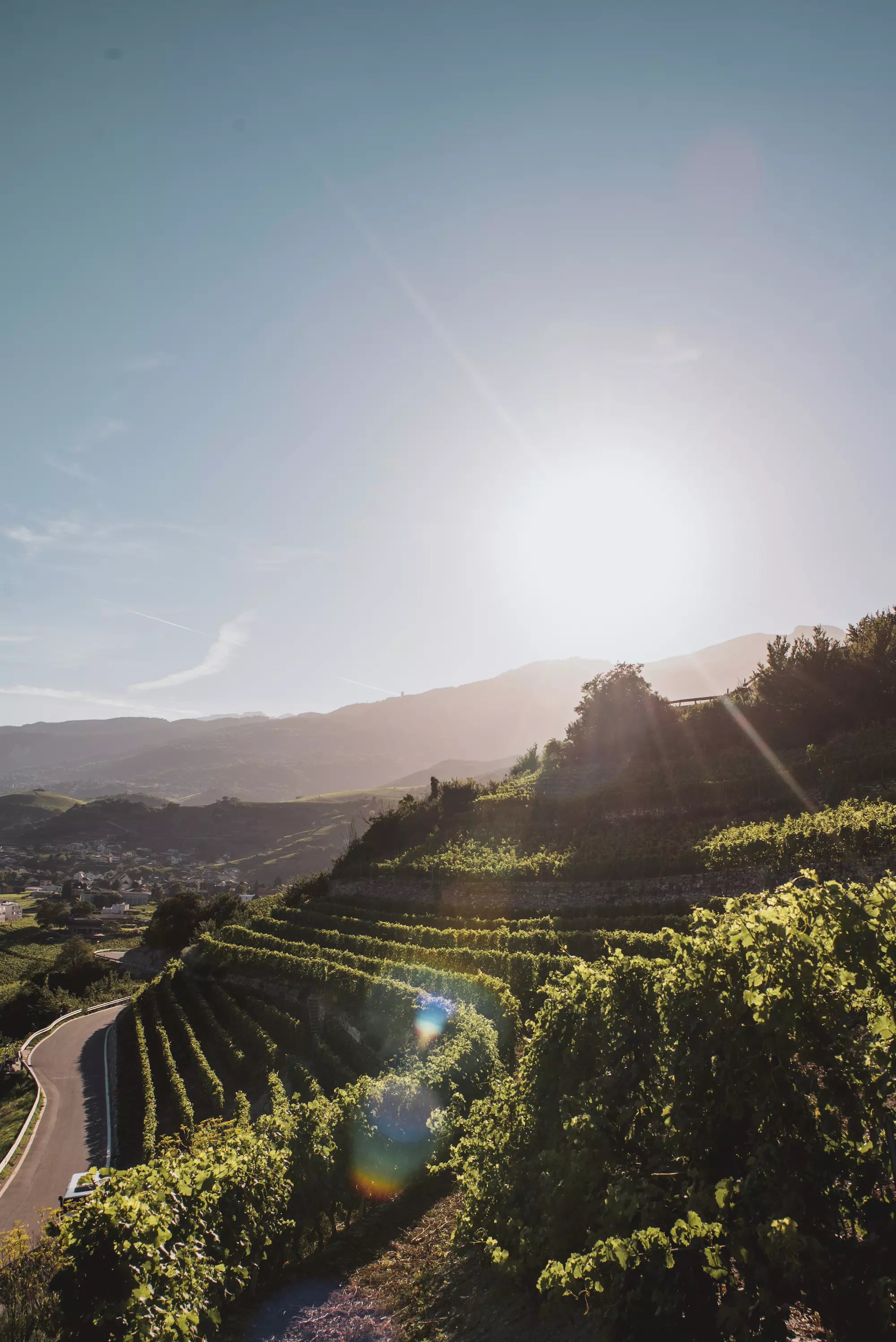 Weinbergterrassen von Albert Mathier mit Blick auf Salgesch im Hintergrund.