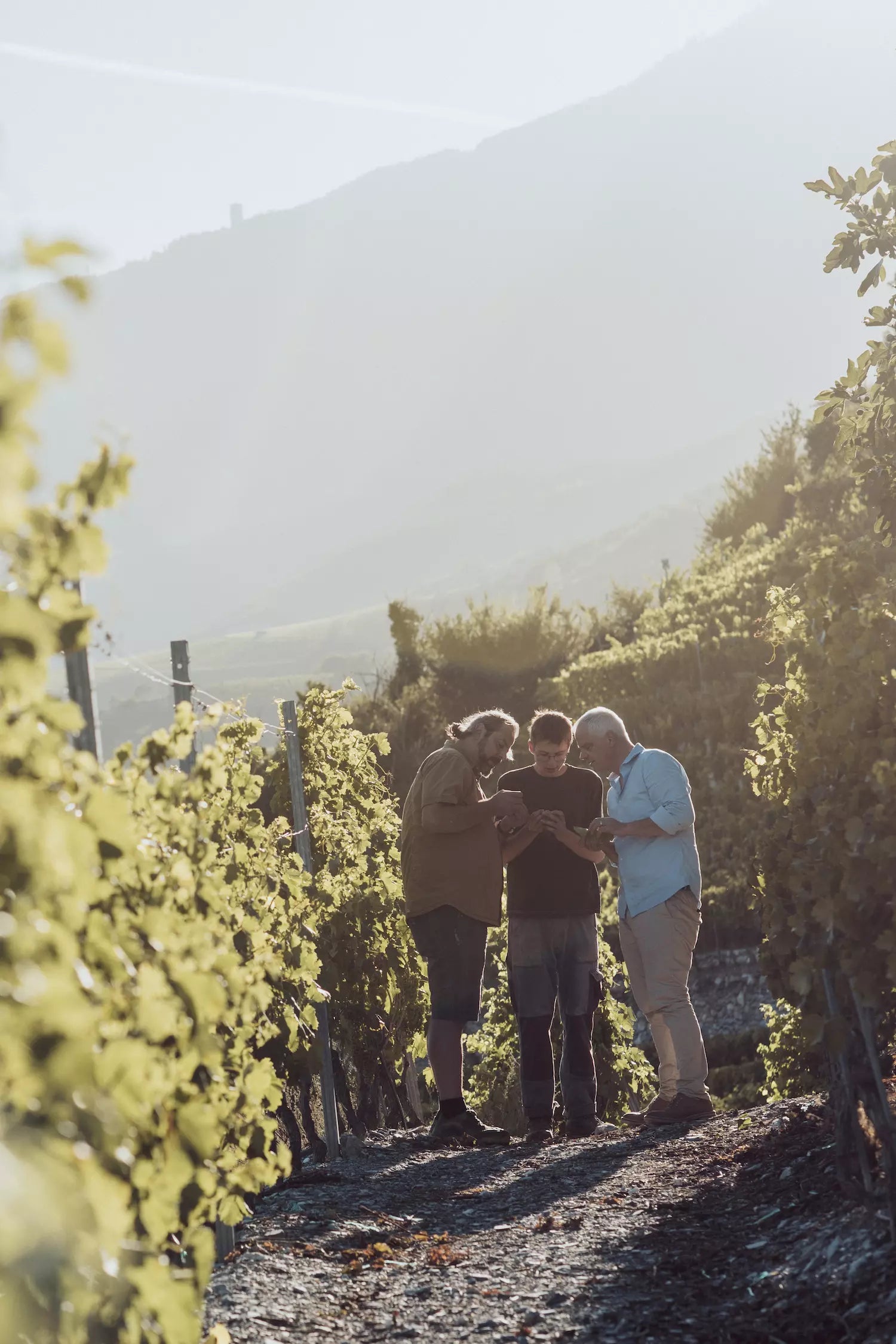 Team von Albert Mathier bei der Arbeit in den Rebbergen in Salgesch im Wallis.