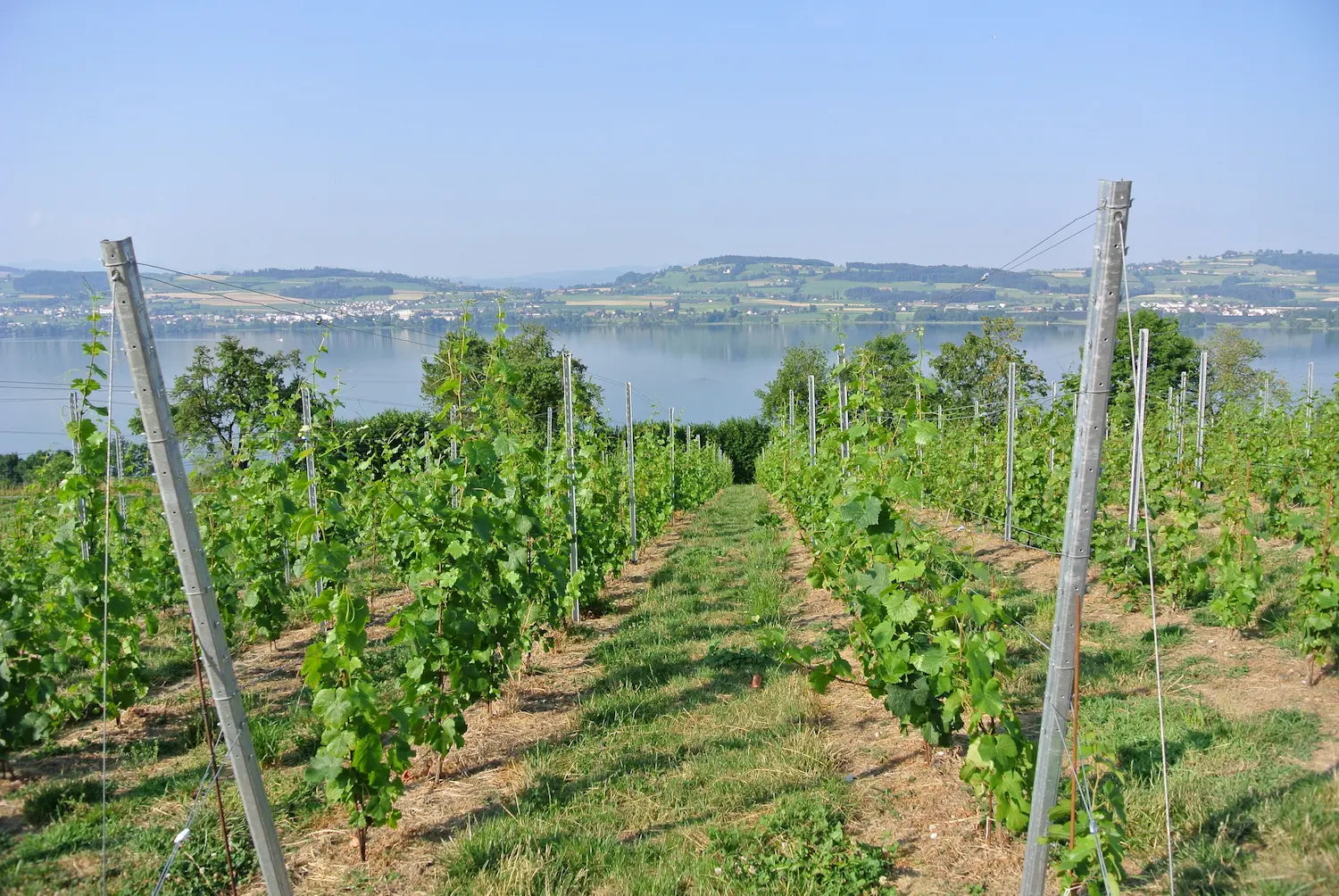 Weinberge in Eich im Frühjahrim Anbaugebiet Luzern mit dem Sempachersee im Hintergrund.