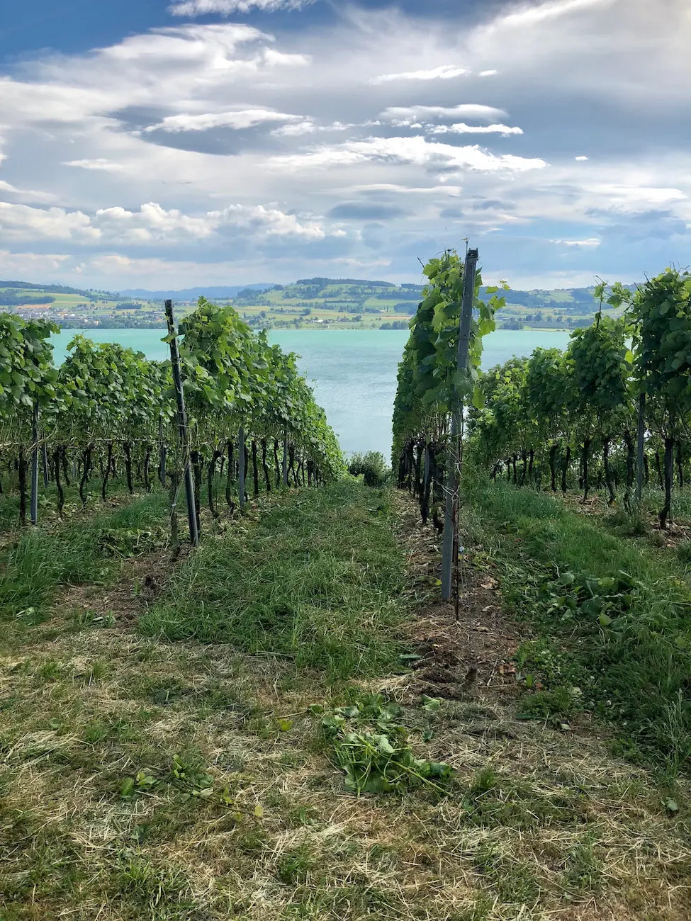 Rebzeilen in den Weinbergen mit dem See im Hintergrund im Anbaugebiet Luzern.