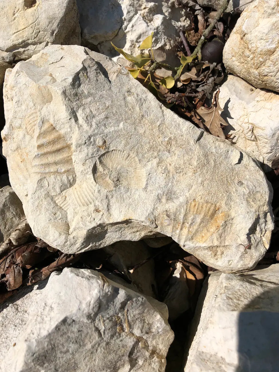 Boden mit Steinen im Anbaugebiet Luzern, die das typische Terroir zeigen.