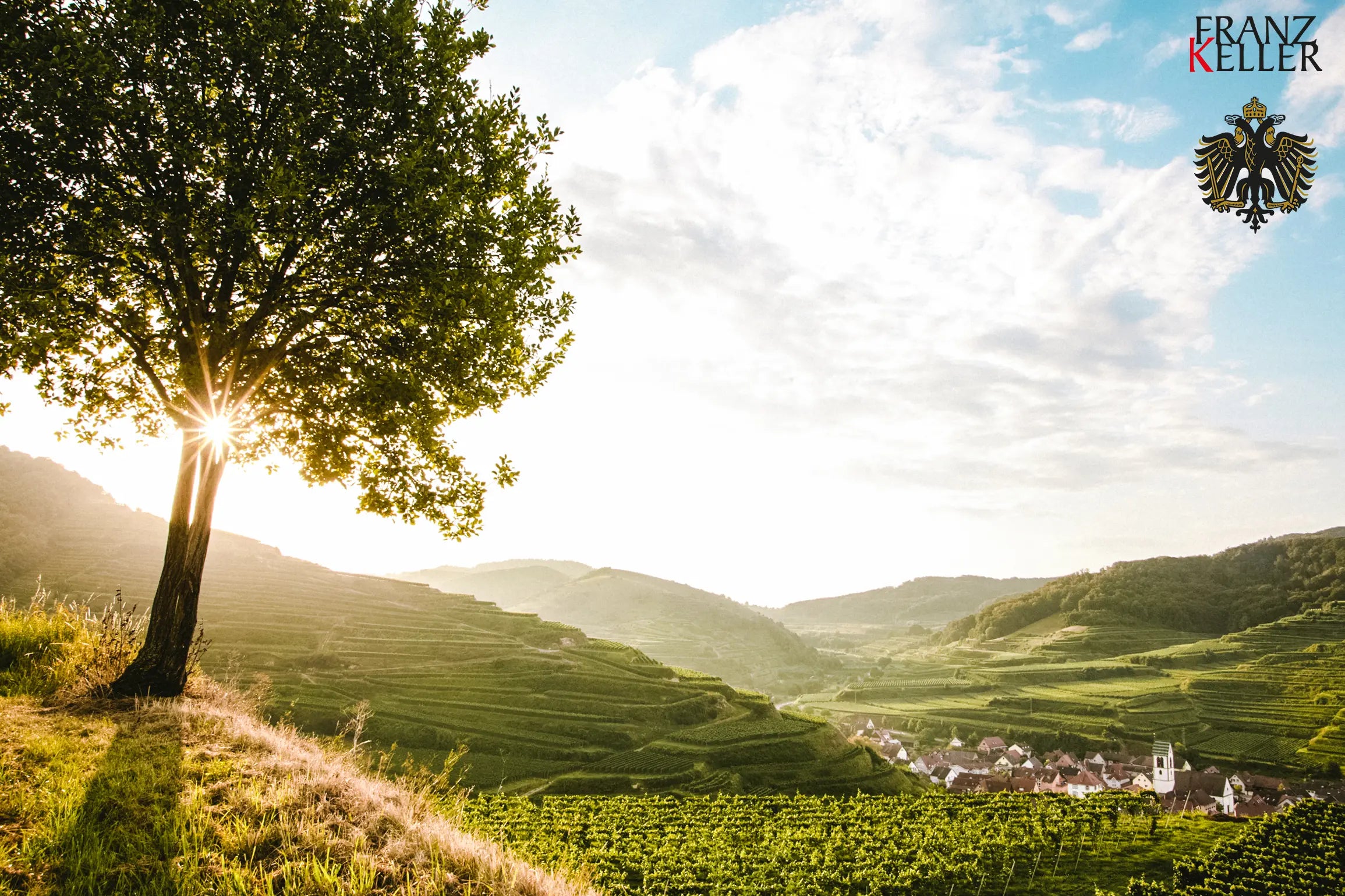 Stimmungsbild vom Kaiserstuhl mit terrassierten Rebbergen und einem Dorf im Hintergrund in der Mittagssonne im Anbaugebiet Baden.