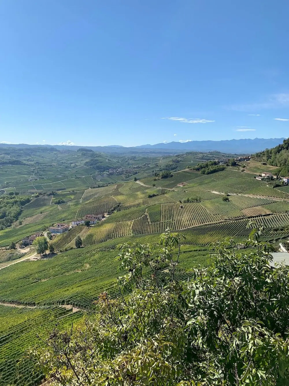 Sich von La Morra über Barolo mit den Alpen im Hintergrund.