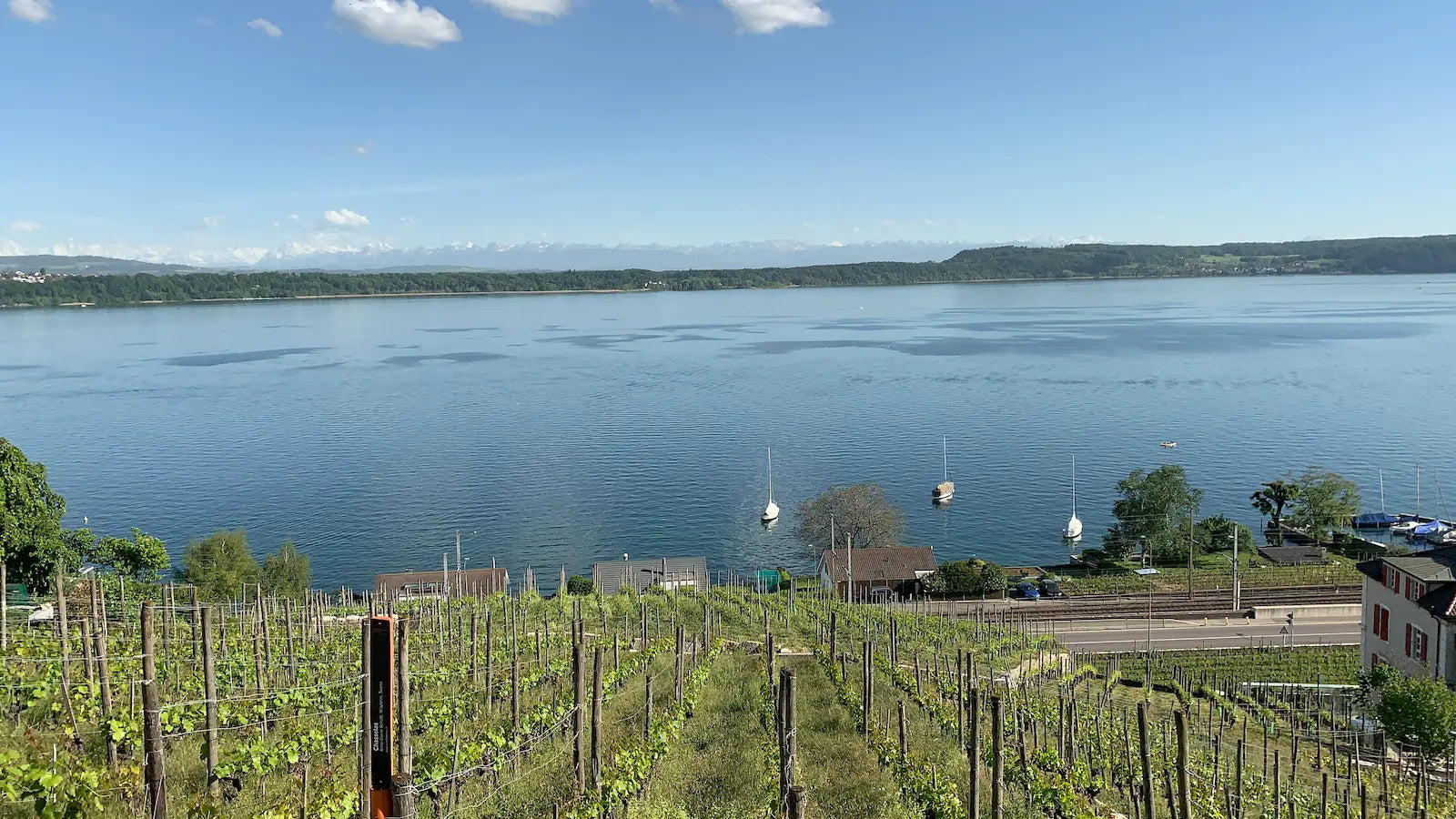 Panorama über den Bielersee mit Rebberg im Frühjahr.