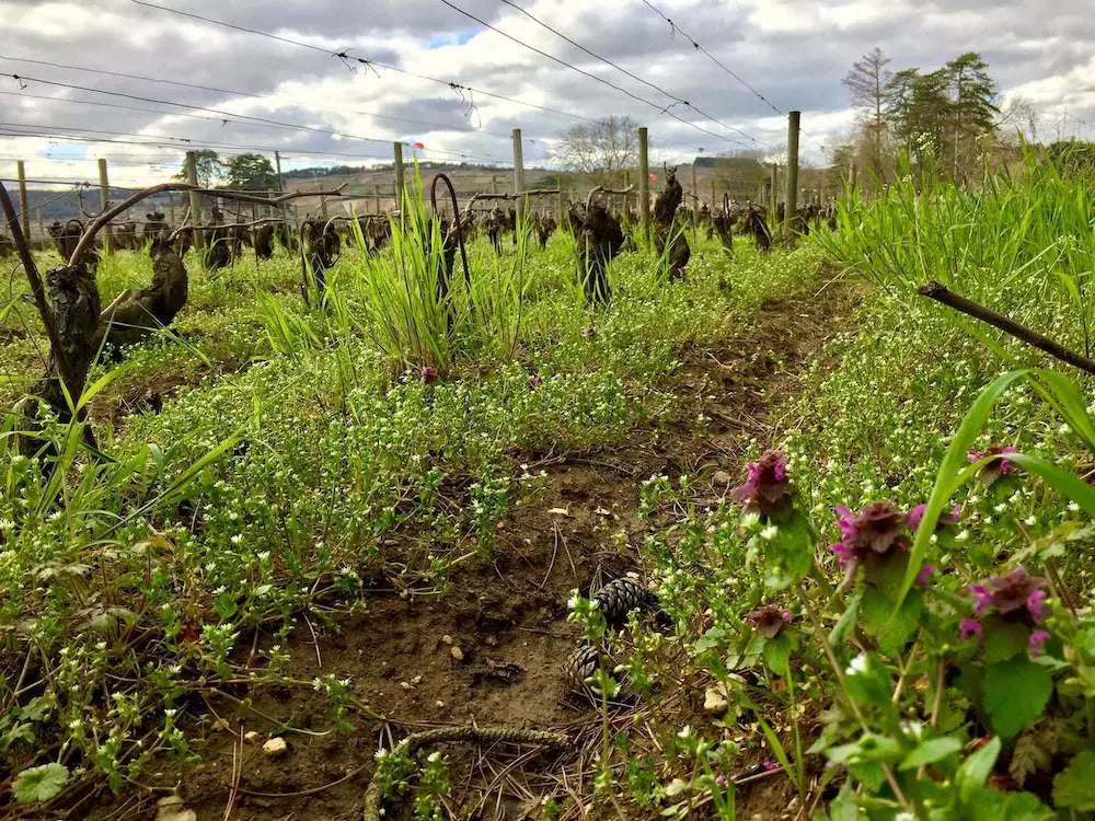 Biologisch bewirtschaftete Weinberge im Anbaugebiet Burgund im Frühjahr vor dem Austrieb.