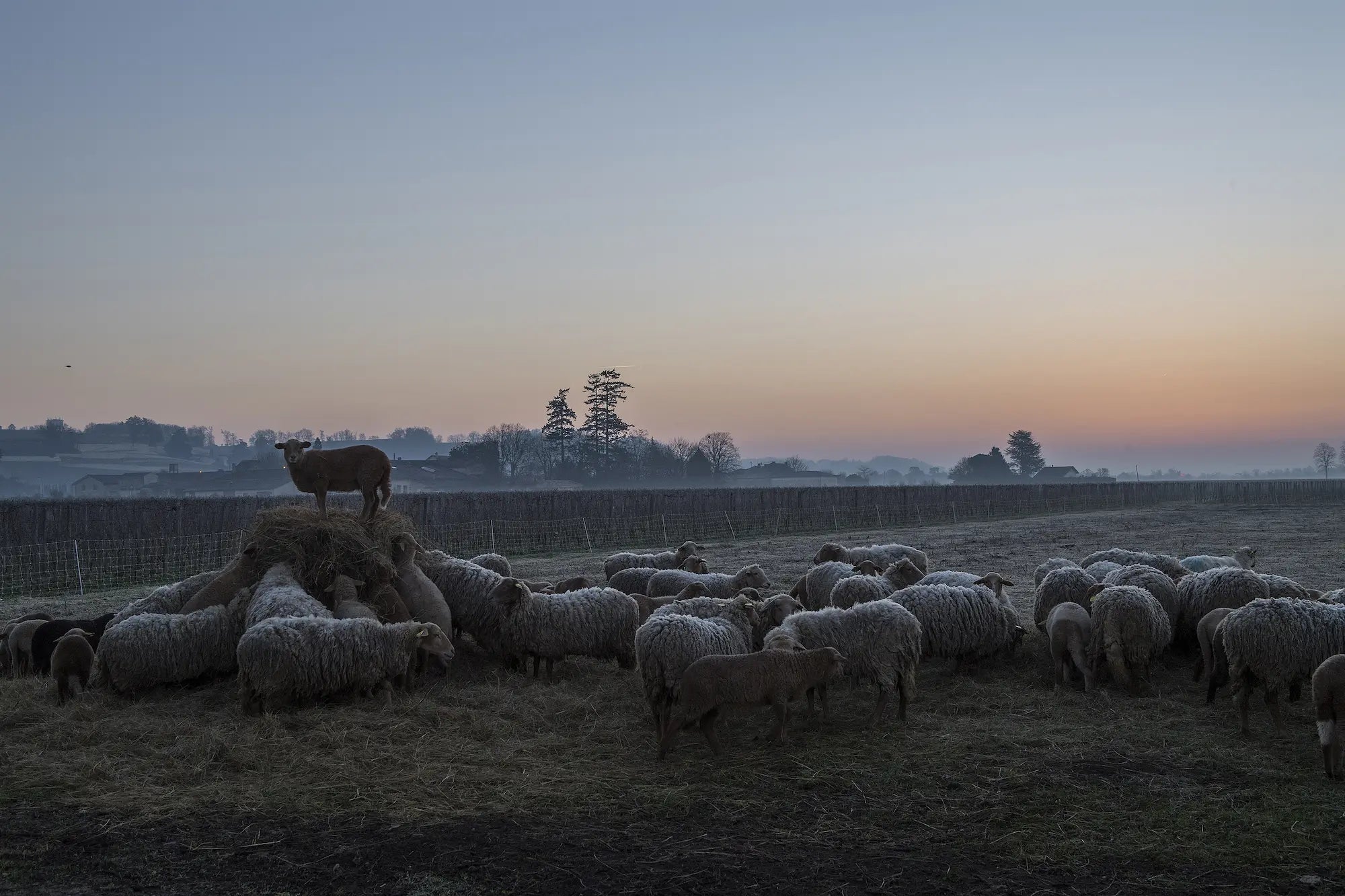 Schafe im Rebberg bei biodynamsicher Produktion in Bordeaux.