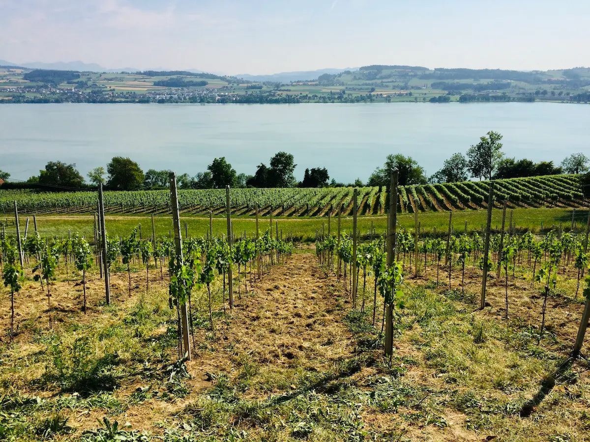 Rebberge, die neu gepflanzt wurden von der Brunner Weinmanufaktur am Sempachersee.