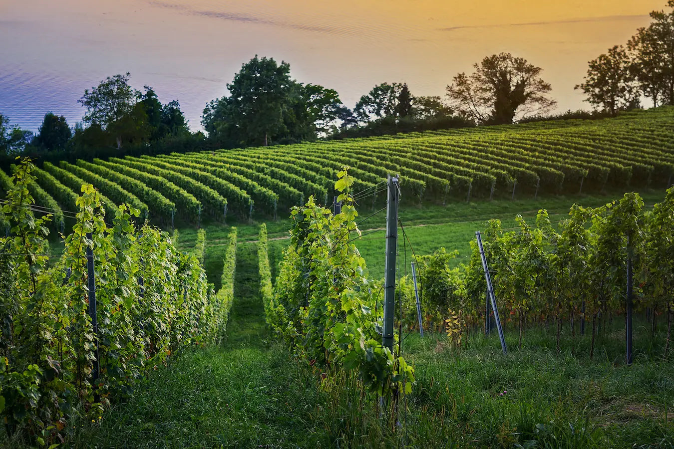 Sonnenuntergang in den Rebbergen der Brunner Weinmanufaktur.