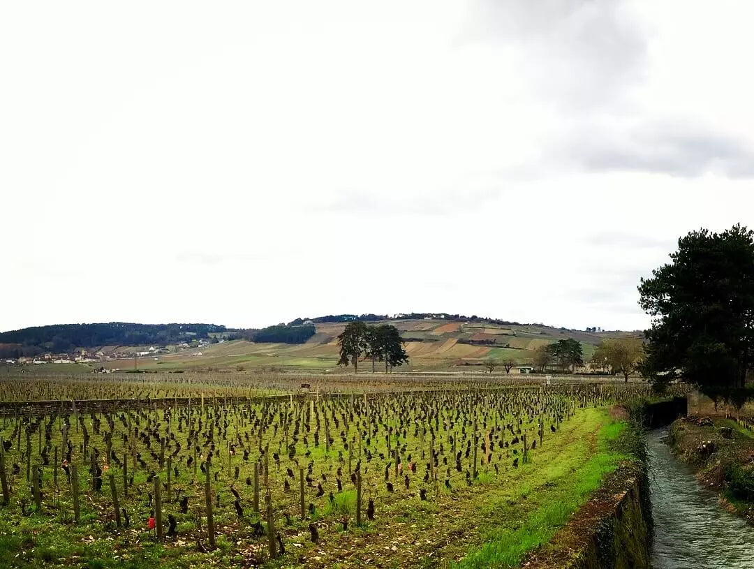 Reben im Winter im Anbaugebiet Burgund mit einem kleinen Bach daneben.
