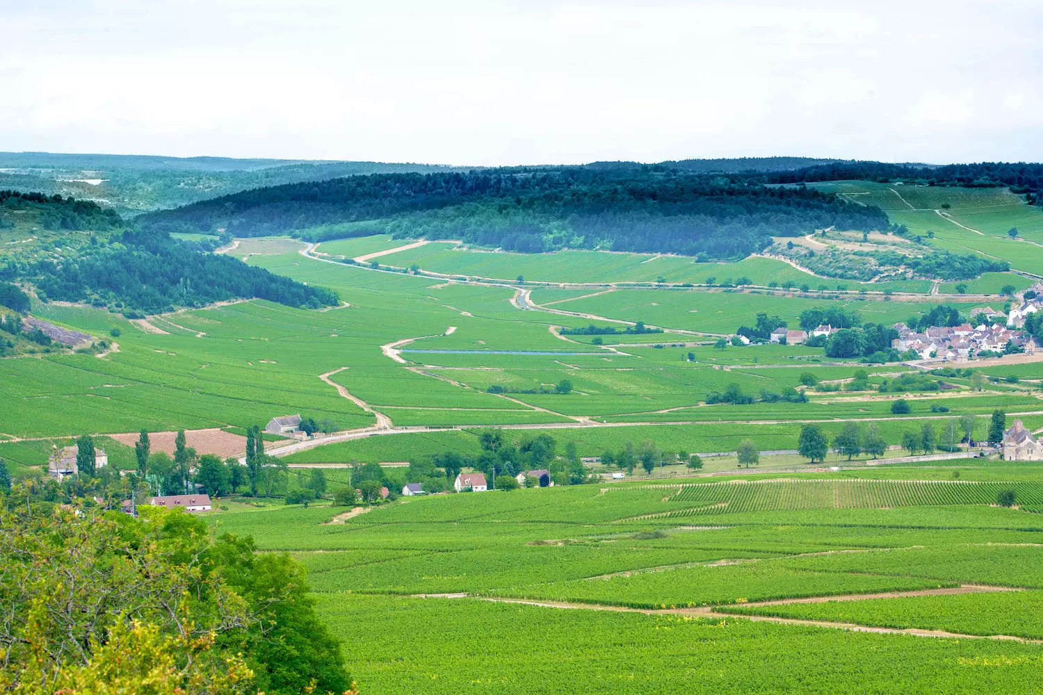 Panorama über Weinberge im Anbaugebiet Burgund an der Côte d'Or.