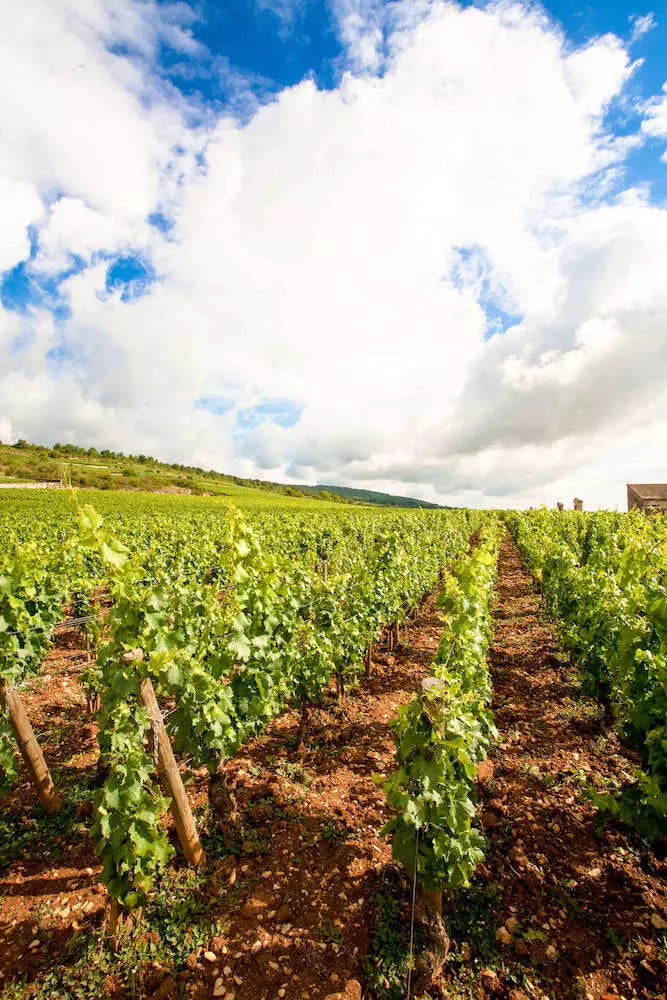 Rebberge in der Côte de Beaune im Anbaugebiet Burgund.