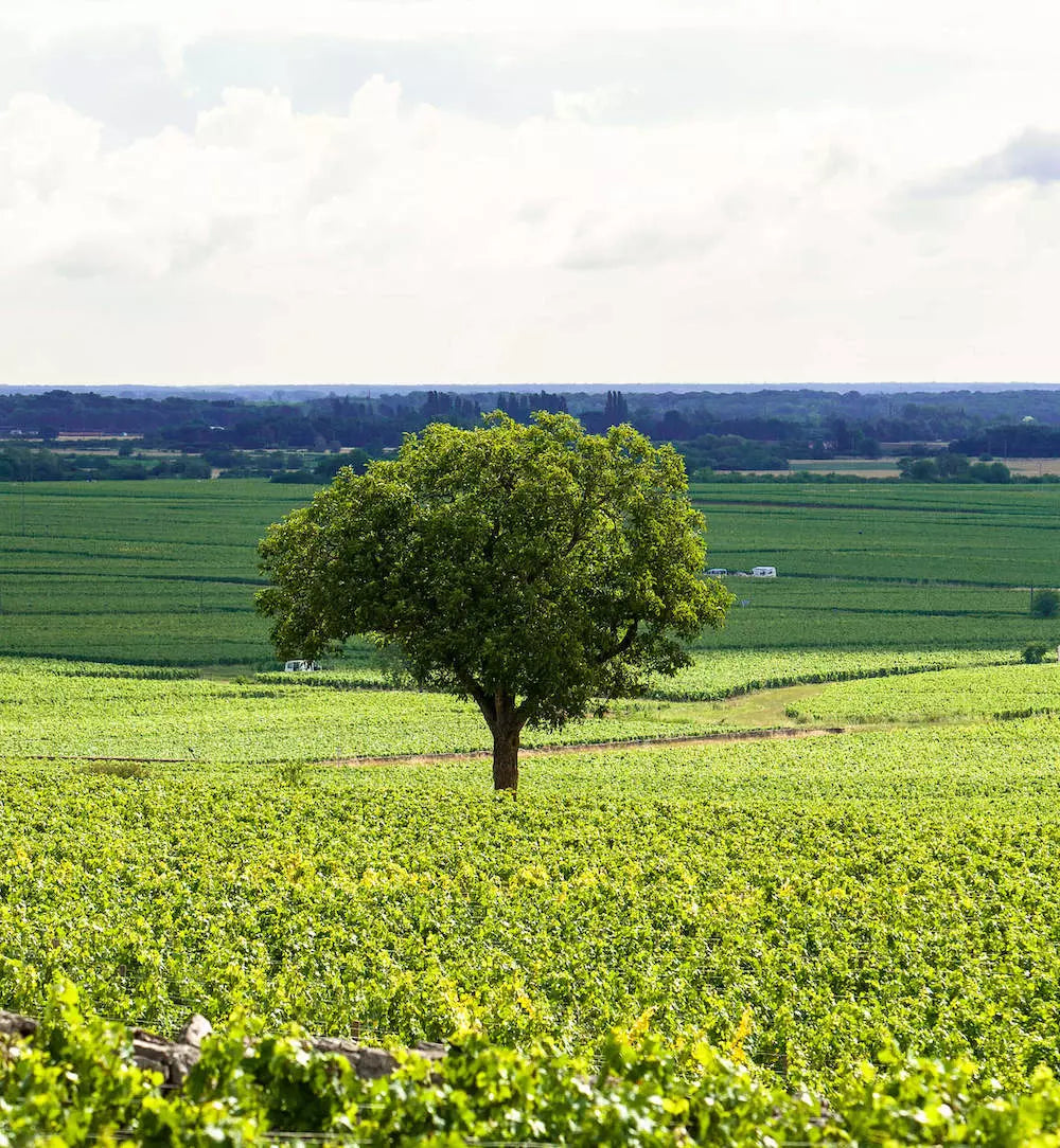 Grosser Baum inmitten der Rebberge im Anbaugebiet Burgund.