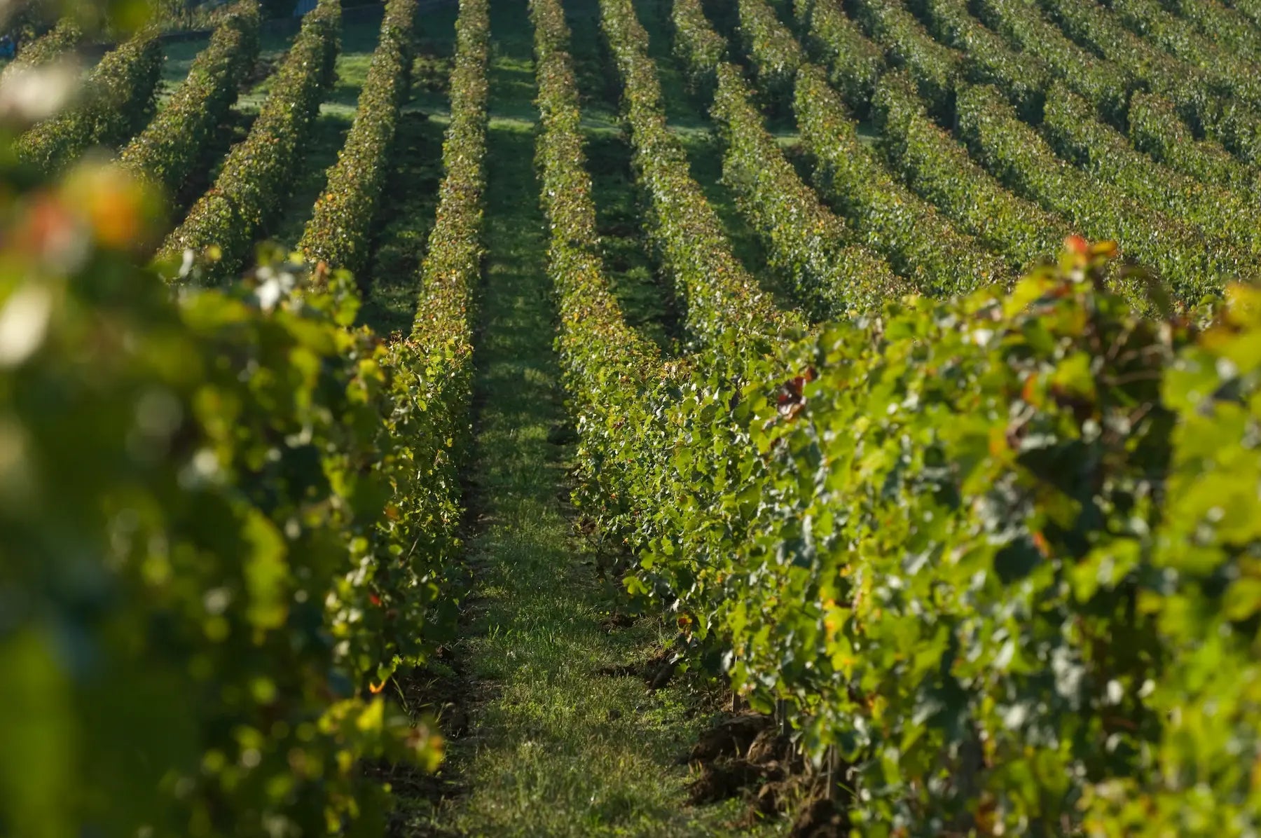 Biologisch bewirtschafteter Rebberg bei Château Canon-la-Gaffelière.