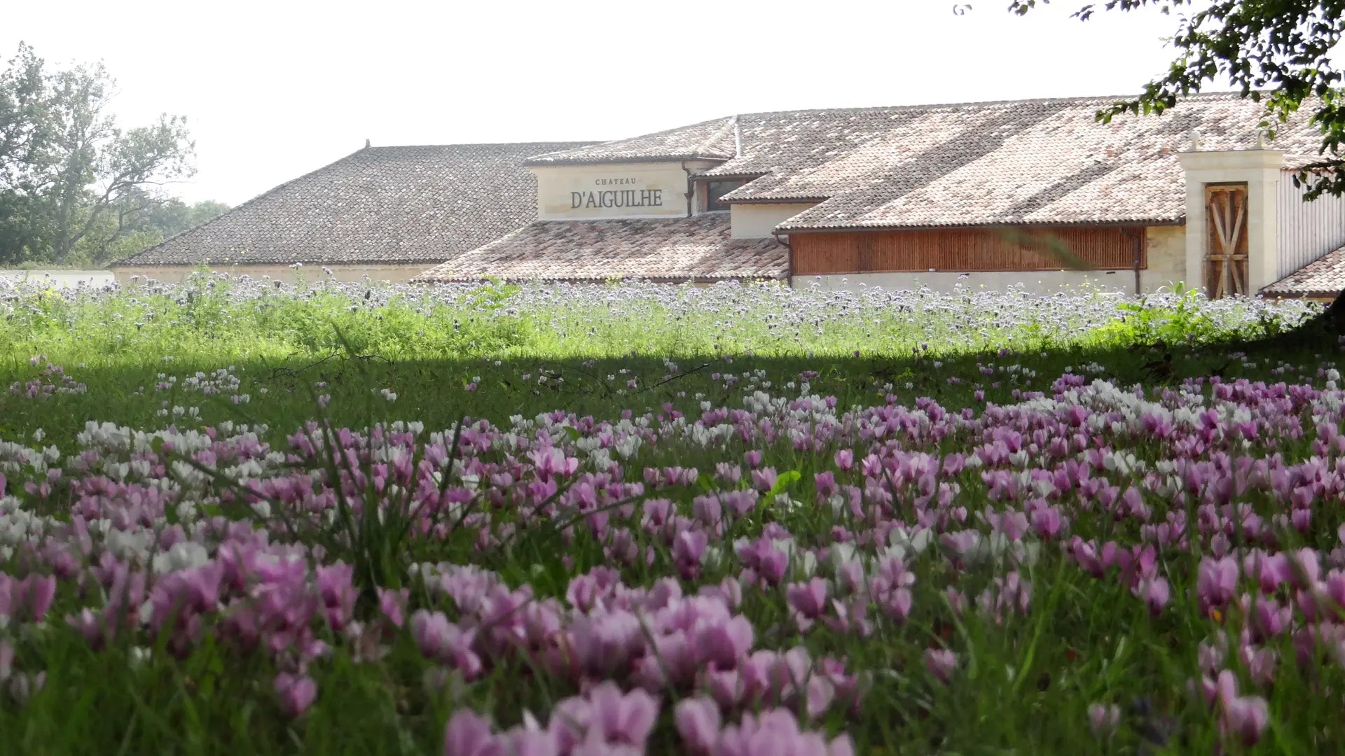 Gebäude des Château d'Aiguilhe mit einer Blumenwiese davor.