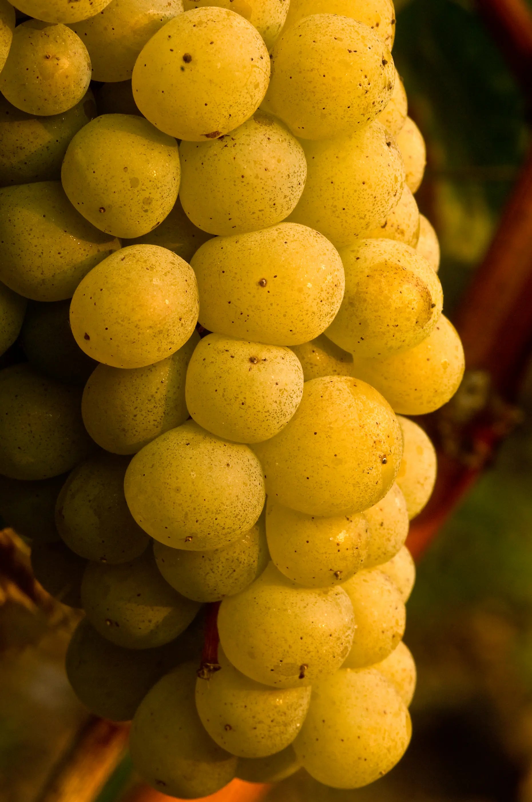 Reife Trauben in den Rebbergen bei Clos Marsalette im Gebiet Péssac-Léognan.
