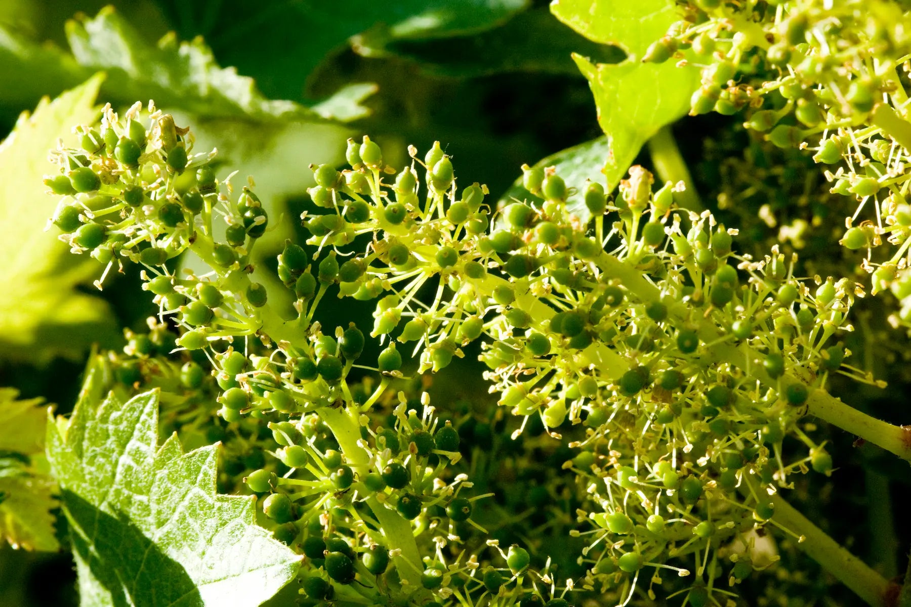Frisch ausgetriebene Trauben in den Rebbergen von Clos Marsalette.