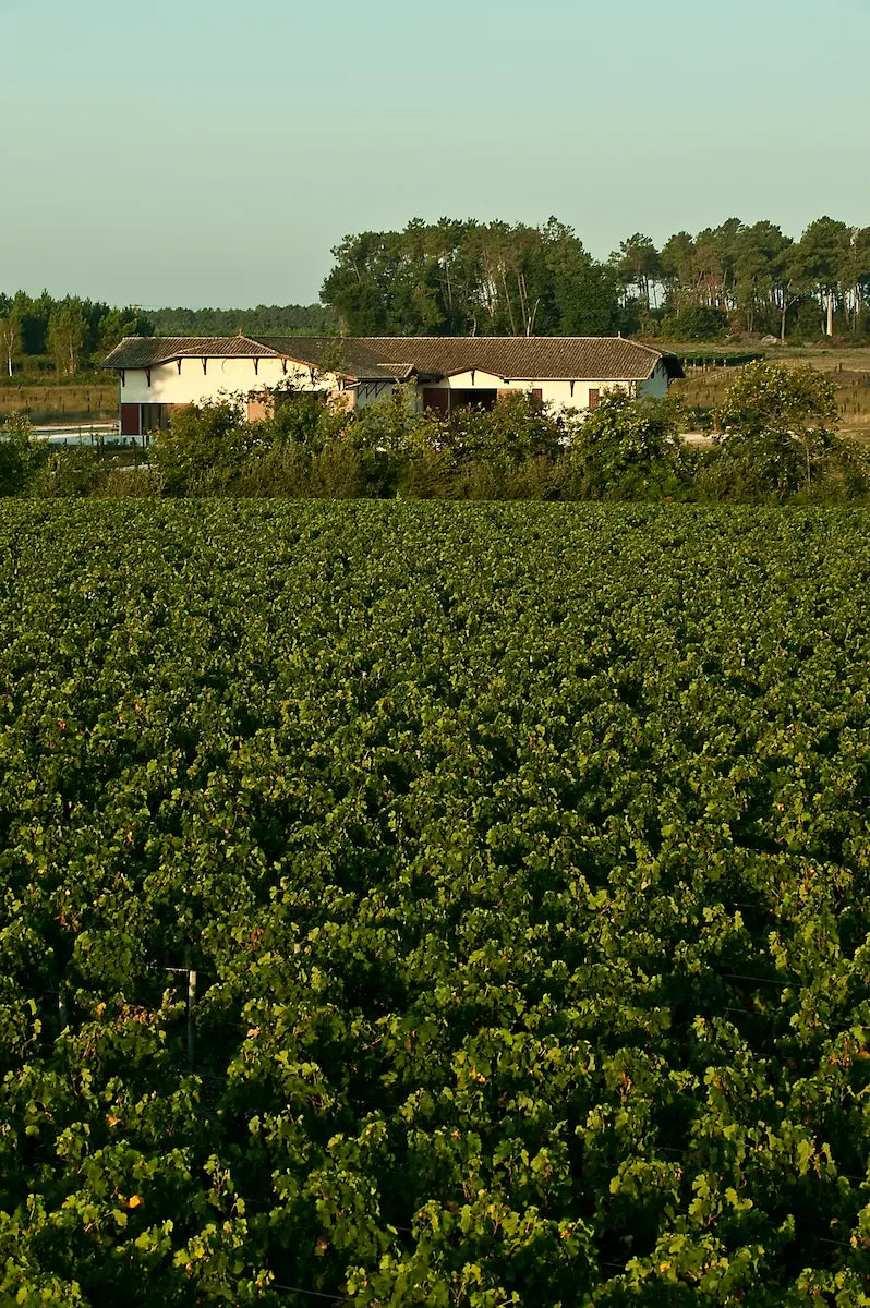Aussenaufnahme im Hochformat vom Clos Marsalette in Péssac-Léognan mit Weinbergen im Vordergrund