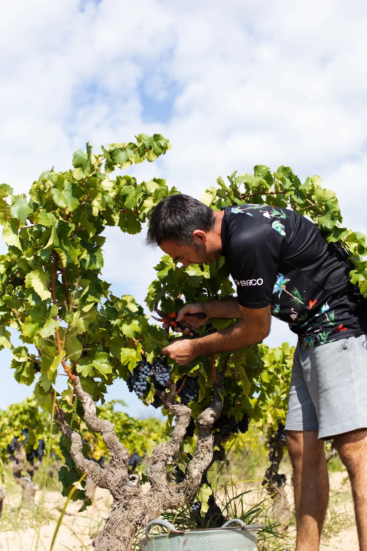 Ernte bei Celler Balart im Gebiet Terra Alta, Marc Balart erntet seine Rotwein-Trauben.