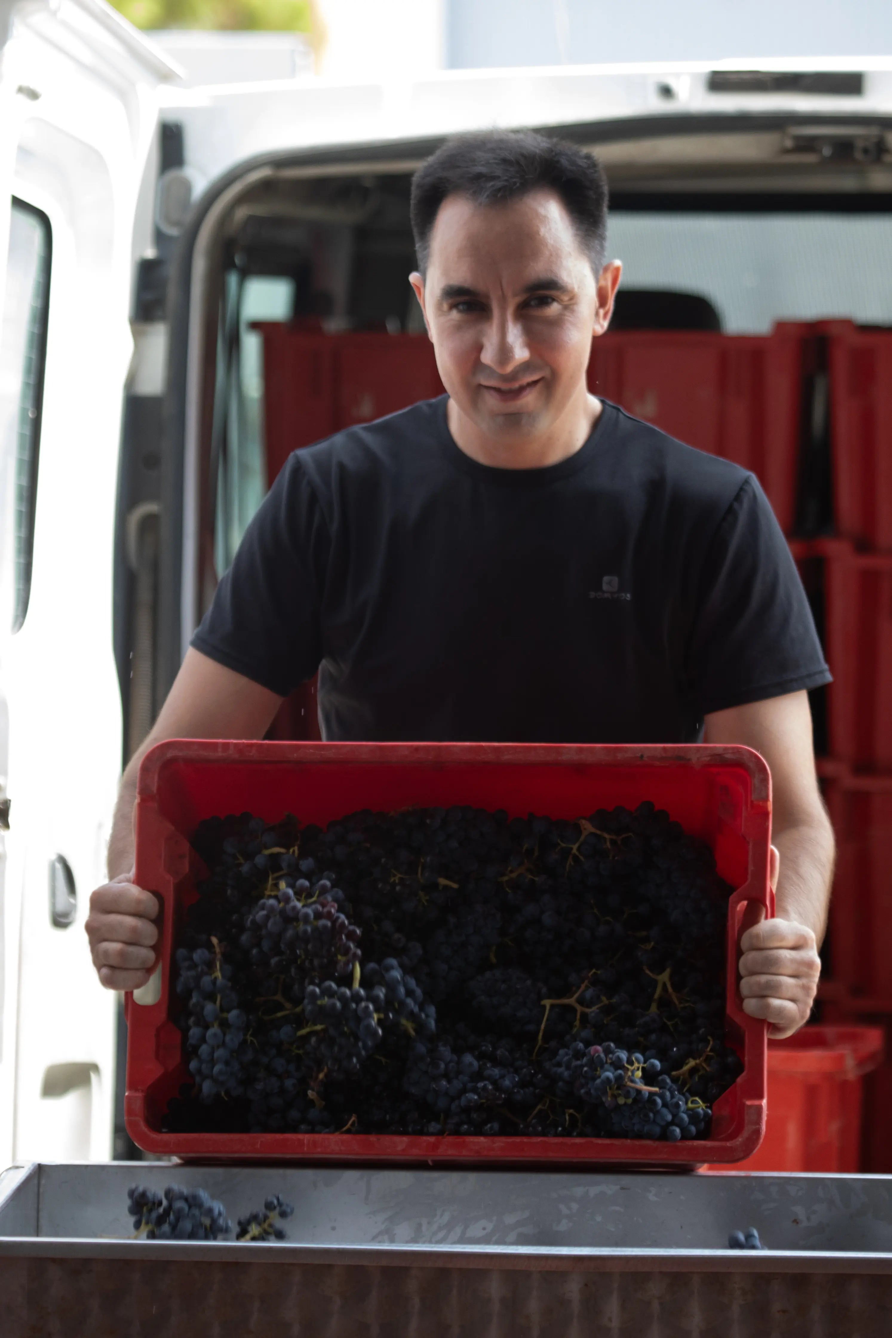 Llouis Balart bei der Ernte, Trauben kommen nach der Ernte auf die Presse bei Celler Balart.