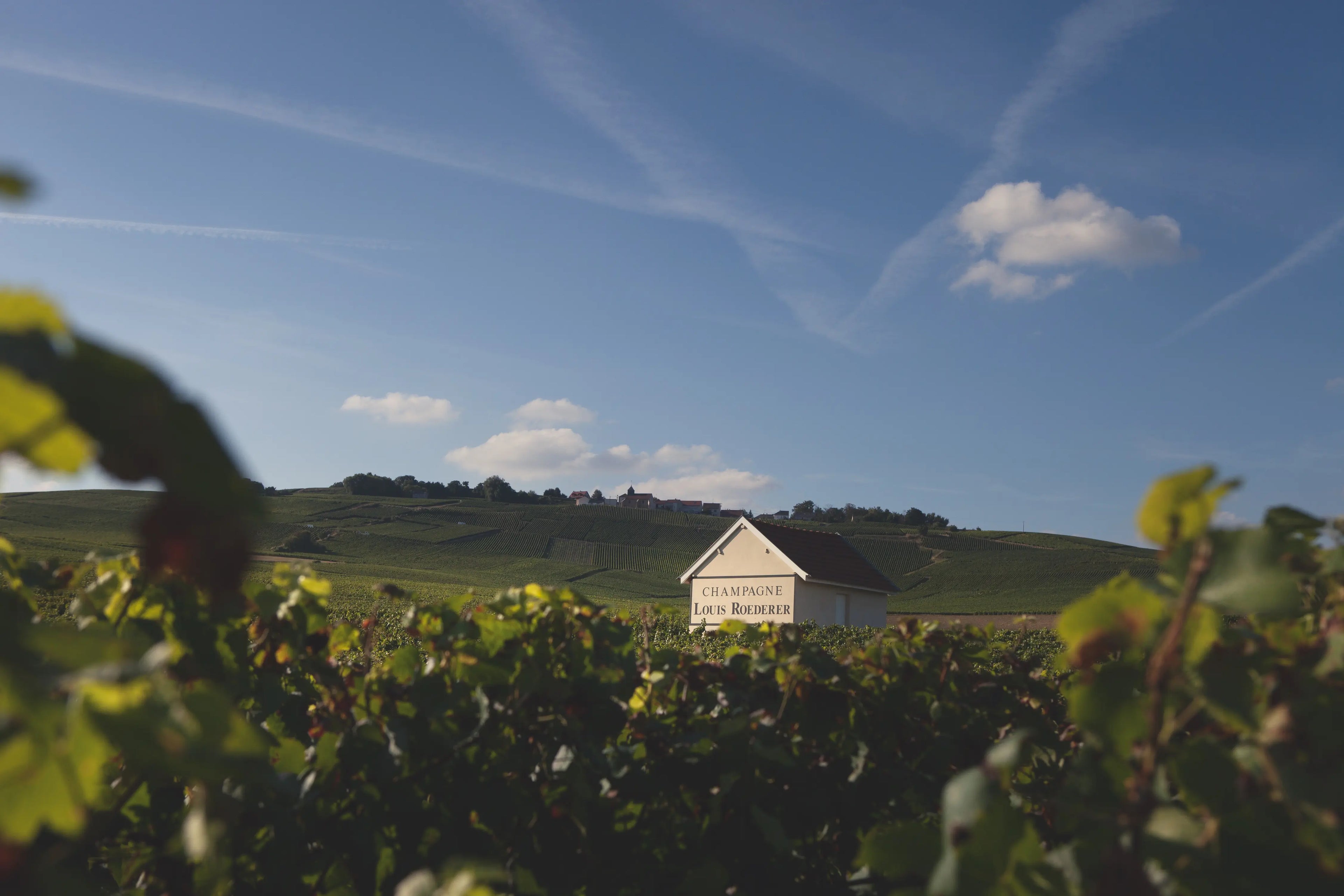 Panoramabild von Rebbergen in der Champagne mit Rebberghaus von Louis Roederer in der Mitte.
