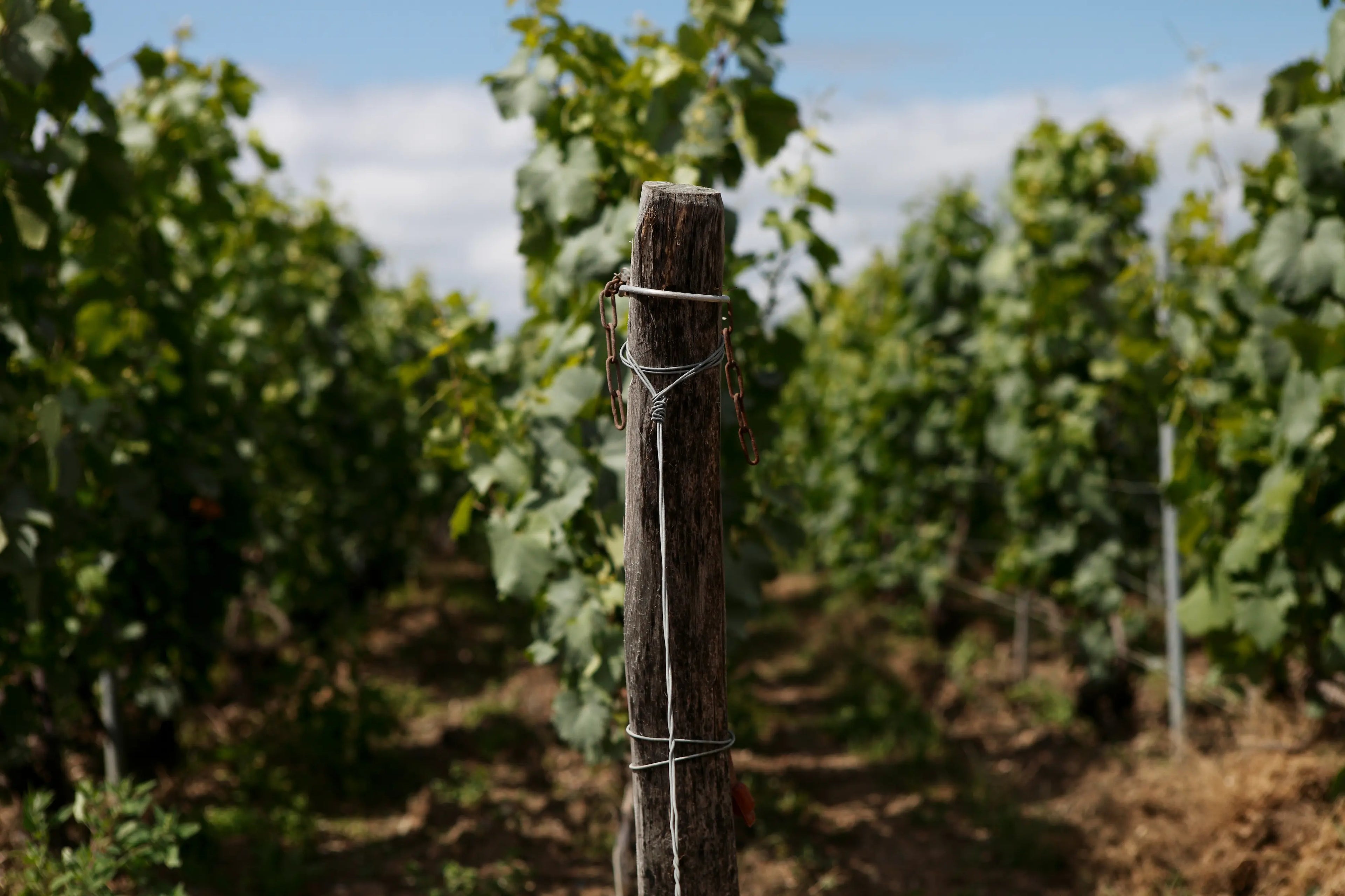 Rebzeilen in der Champagne im Sommer.