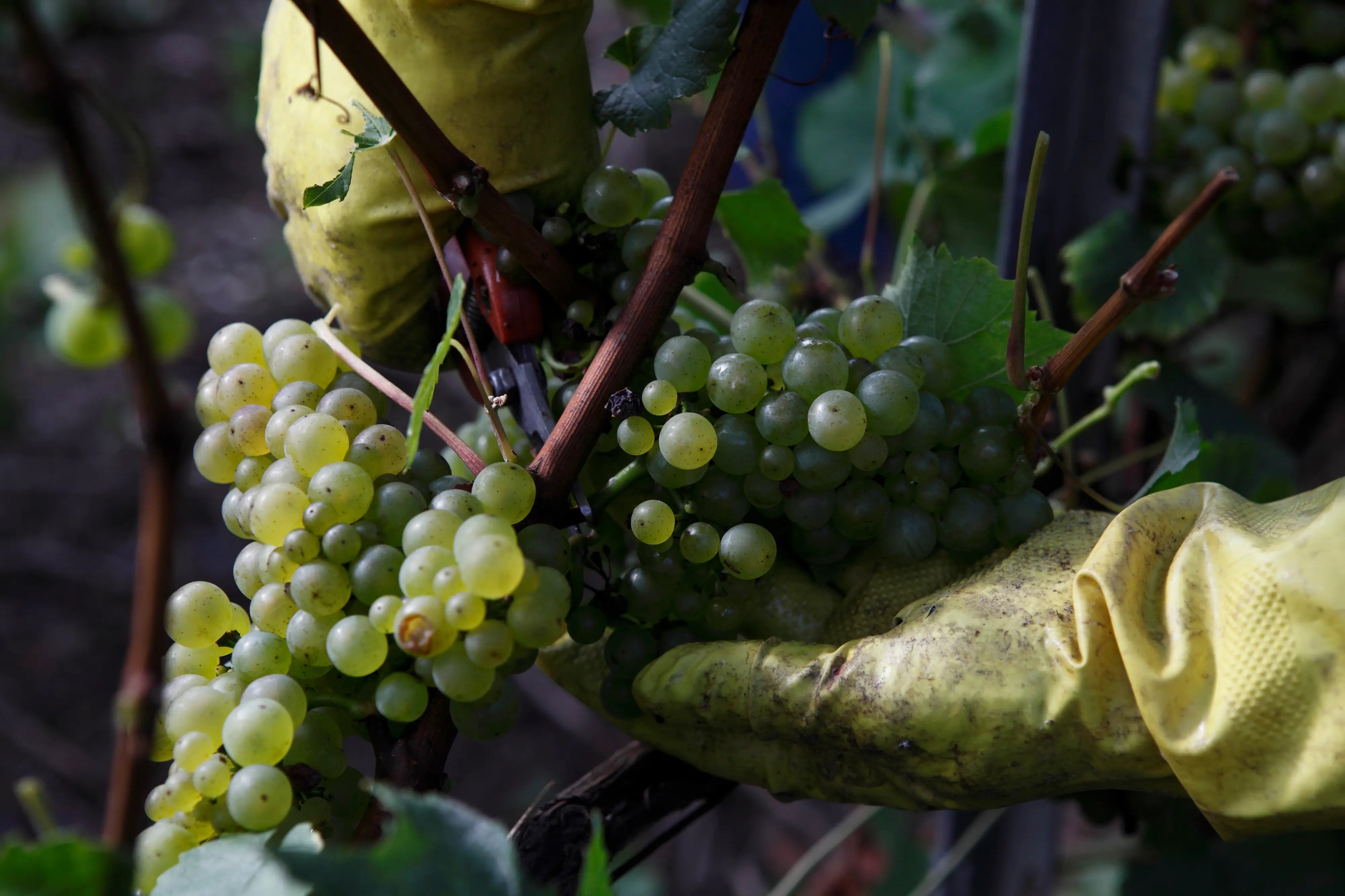 Trauben bei der Ernte in der Champagne.