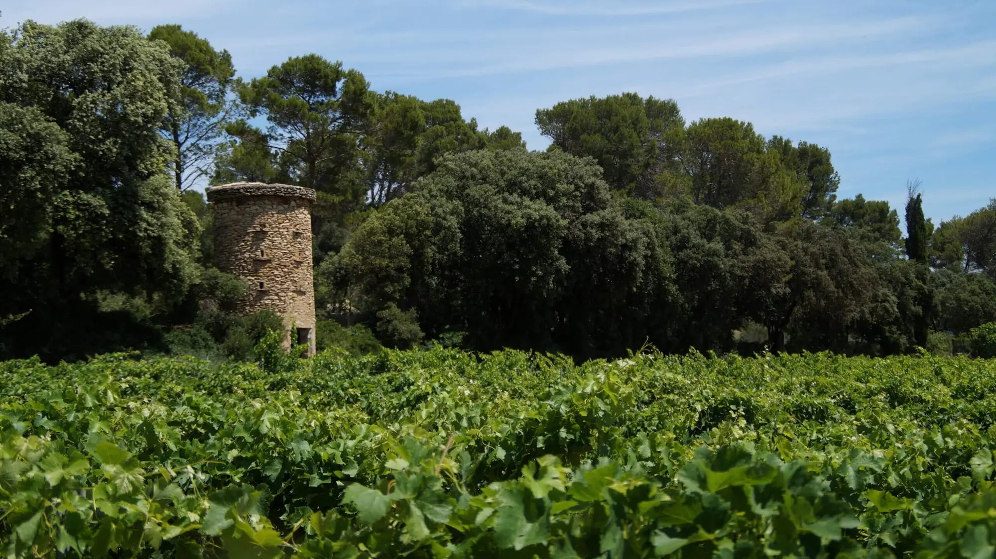 Weinberge vom Château Simian vor einem Wald und einem lten Turm aus Stein.