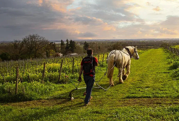 Arbeit im Rebberg mit Pferd bei Château l'Escarderie.