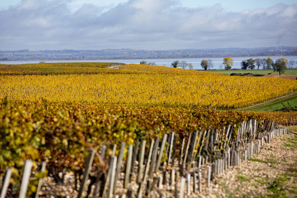 Rebberge von Château Phélan Ségur in Saint-Éstèphe mit der Gironde im Hintergrund im Herbst.