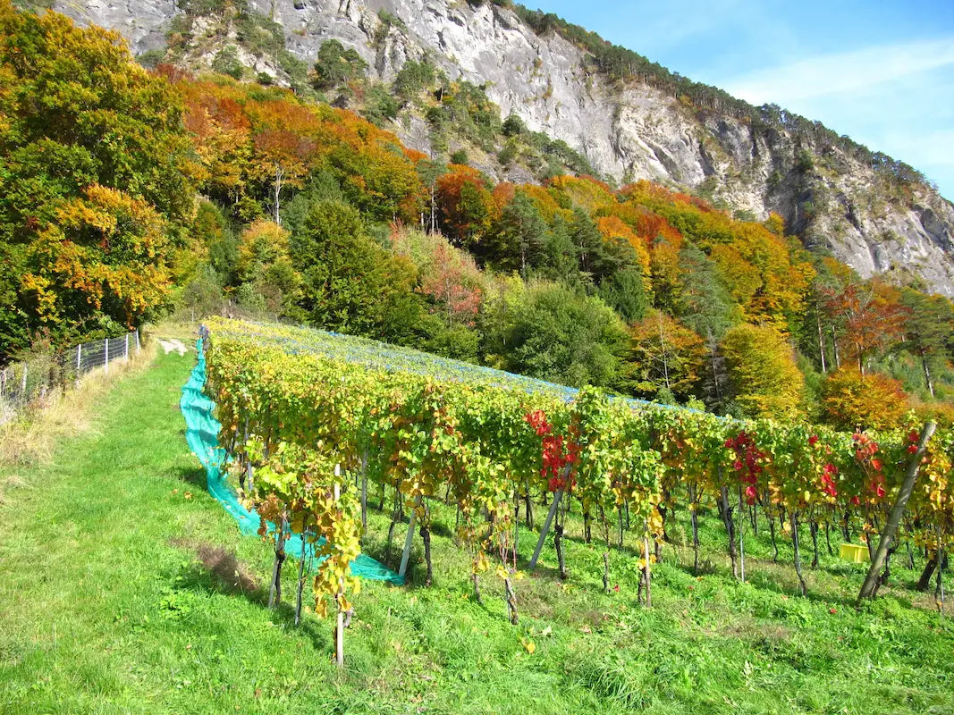 Rebberge im Herbst mit verfärbten Blättern in Fläsch bei Christian Hermann.