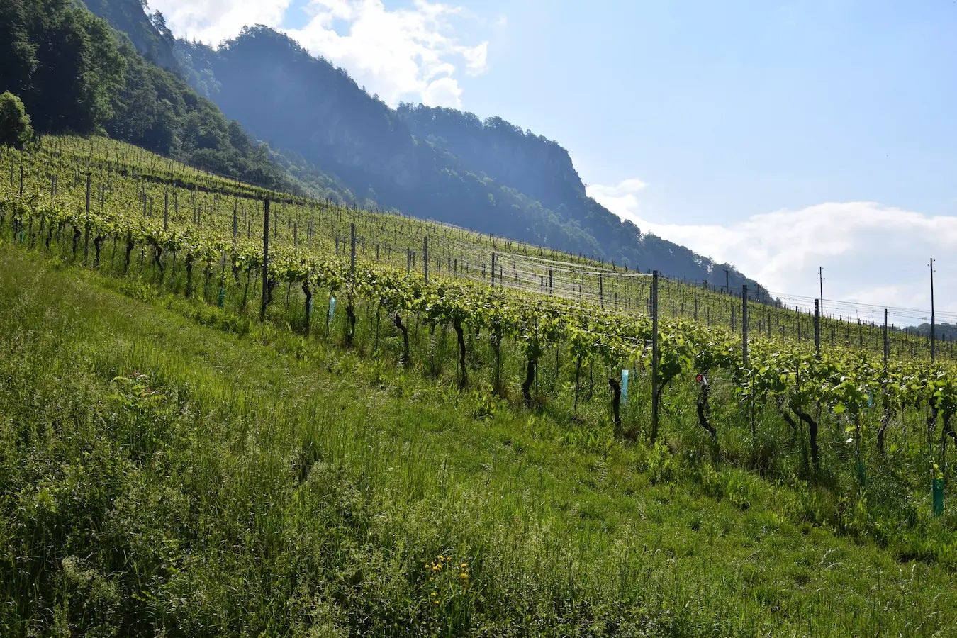 Rebberg im Sommer von Christian Hermann in der Bündner Herrschaft mit Bergen und Wald im Hintergrund.