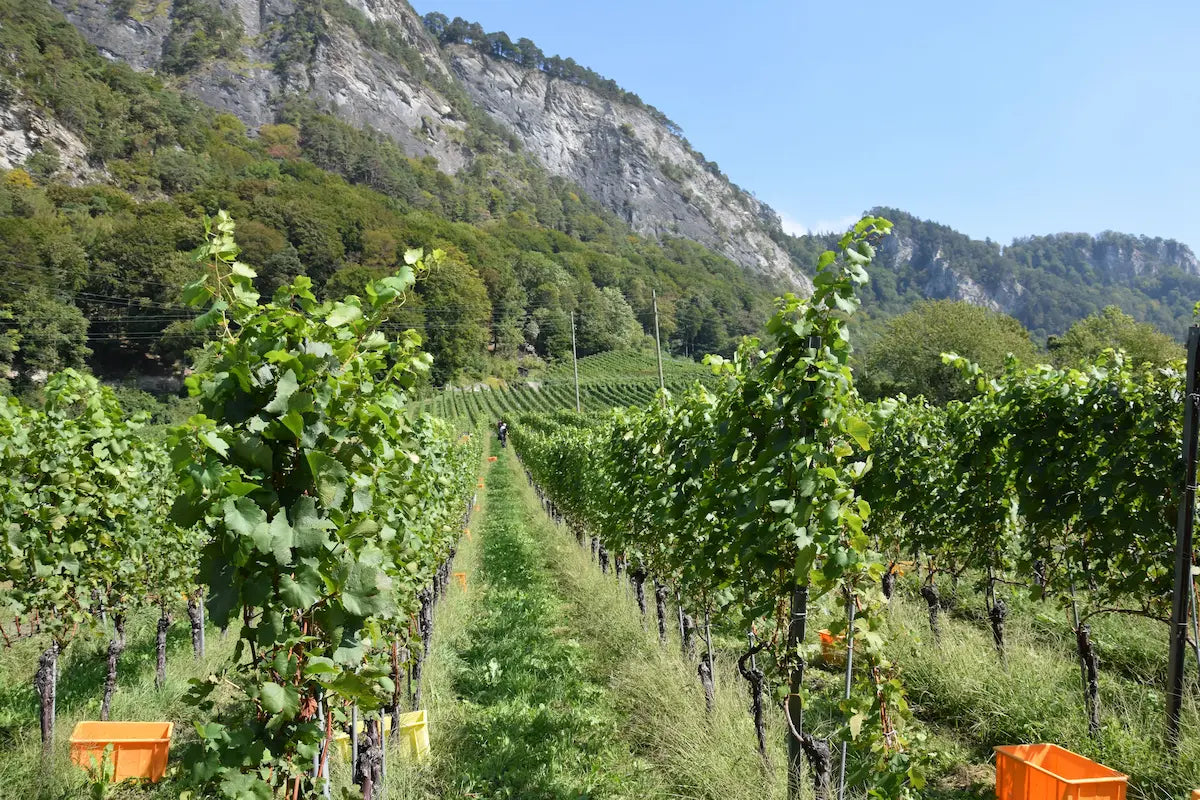Rebberge bei der Ernte von Christian Hermann mit Felsen und Bergen im Hintergrund.