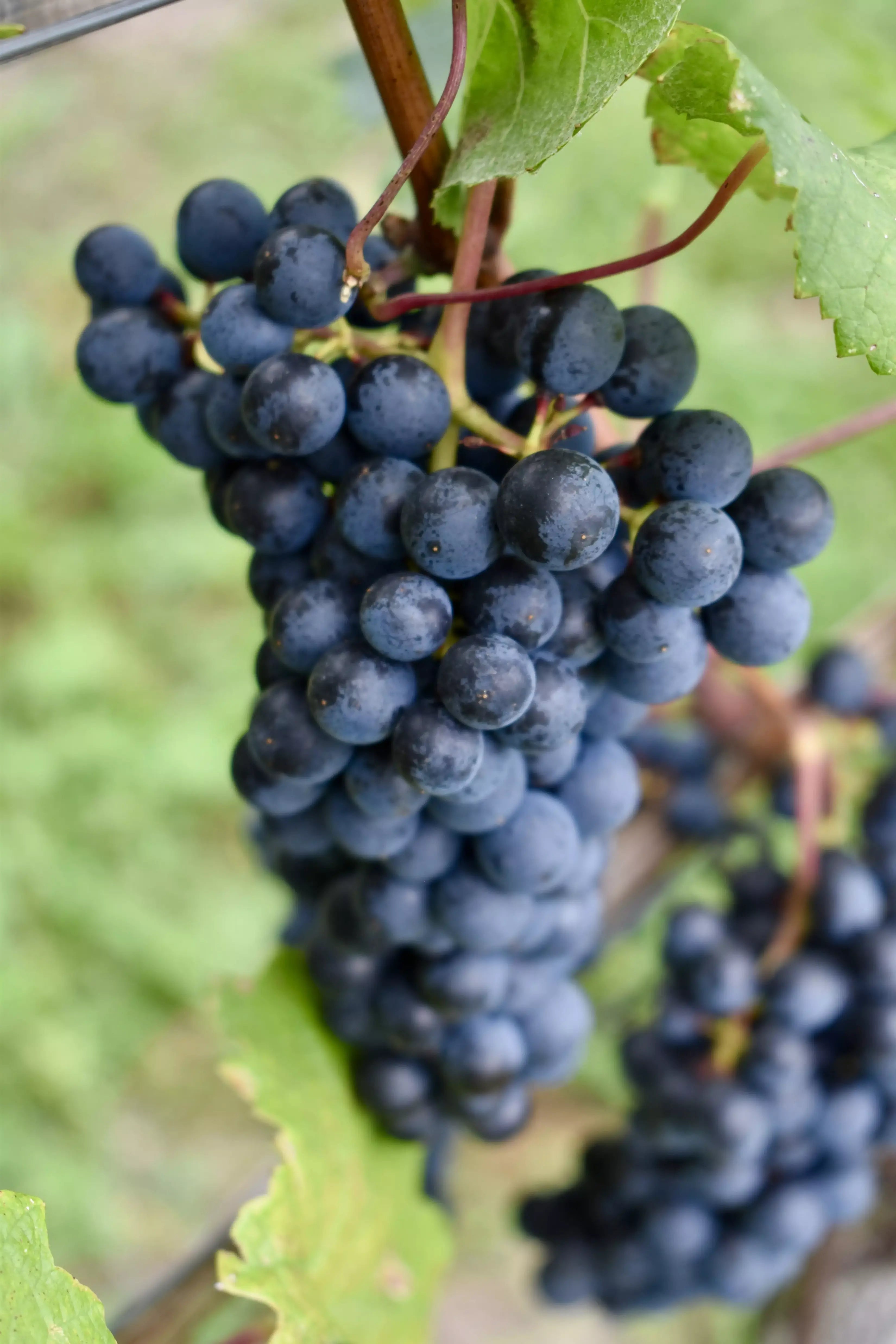 Rotweintrauben am Rebstock im Rebberg von Cormano Vini.