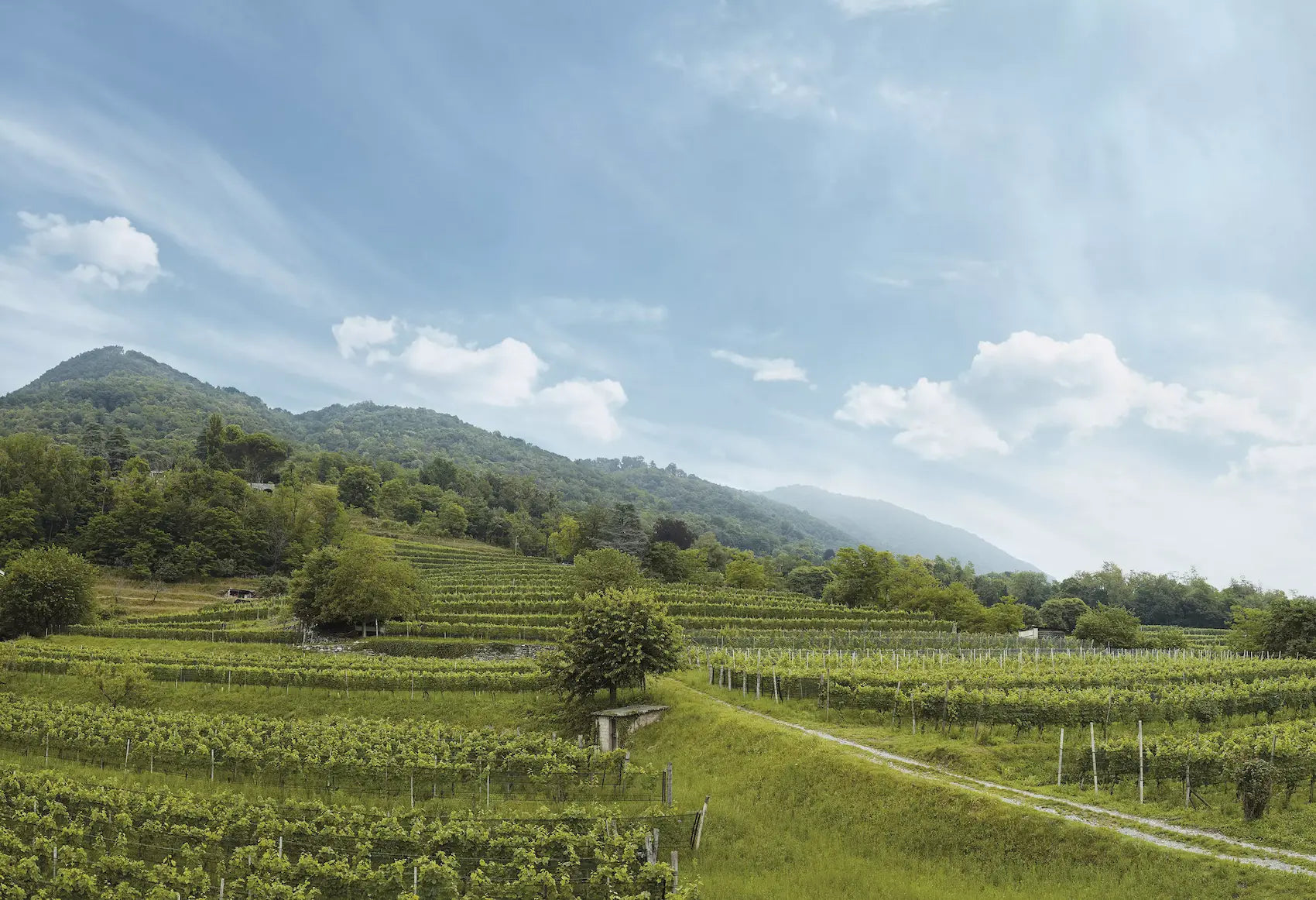 Panoramabild mit den Rebbergen von Cormano Vini im Tessin