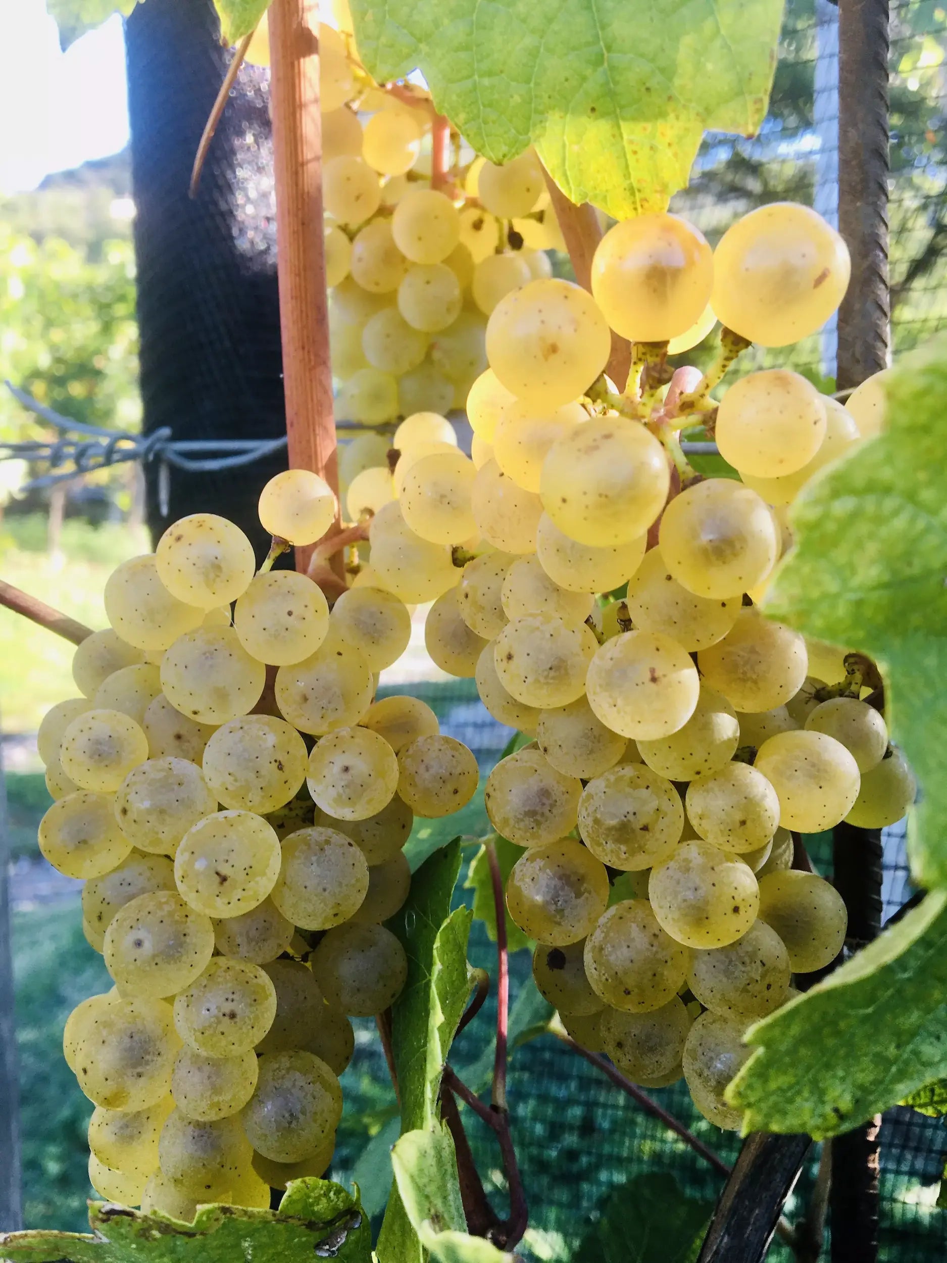Weissweintrauben am Rebstock in den Rebbergen von Cormano Vini im Tessin.