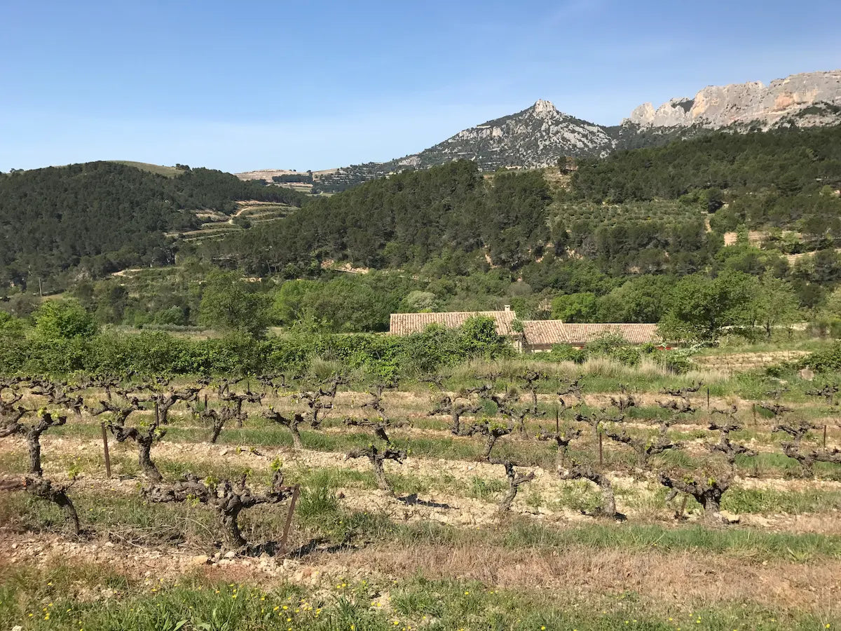 Rebberge in der Appellation Beaumes de Venise im südlichen Côtes du Rhône, im Hintergrund die Dentelles de Montmirail.