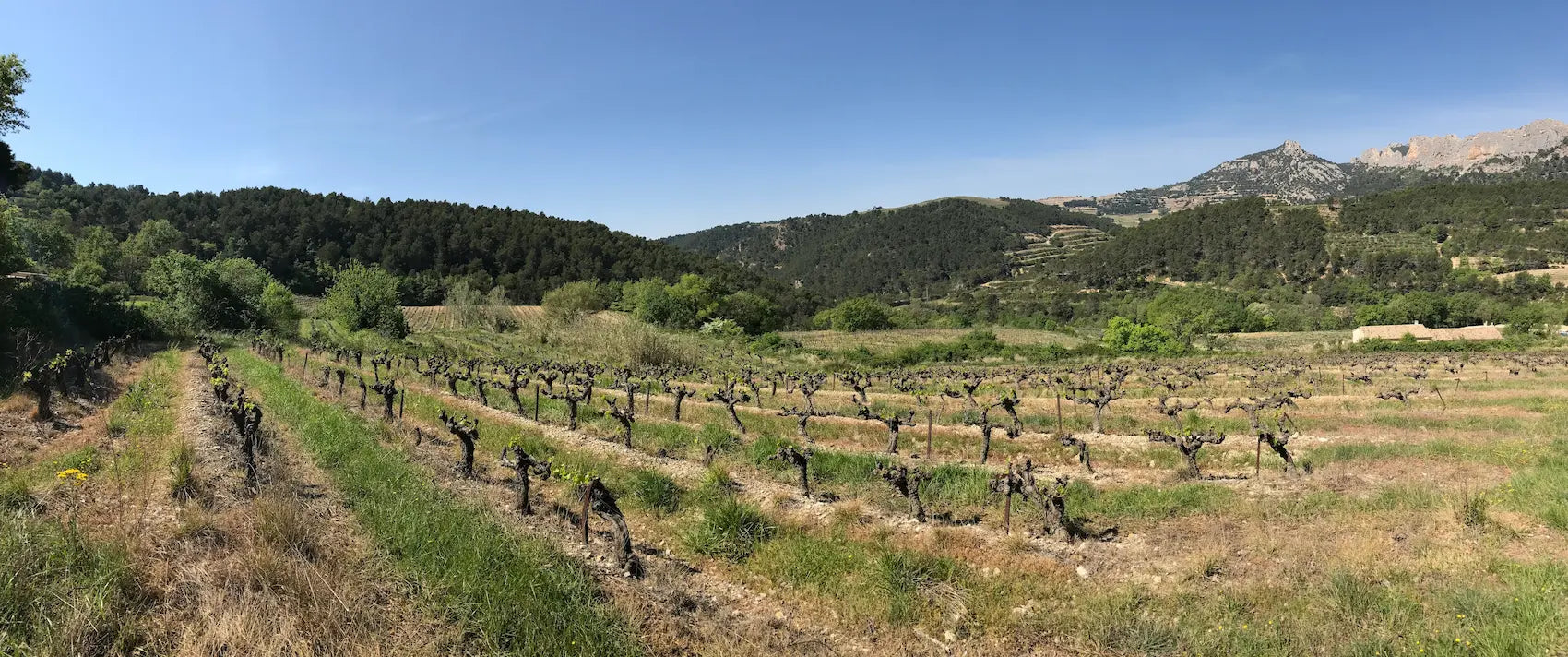 Panoramabild mit Rebbergen und Bergen im Hintergrund im südlichen Côtes du Rhône.
