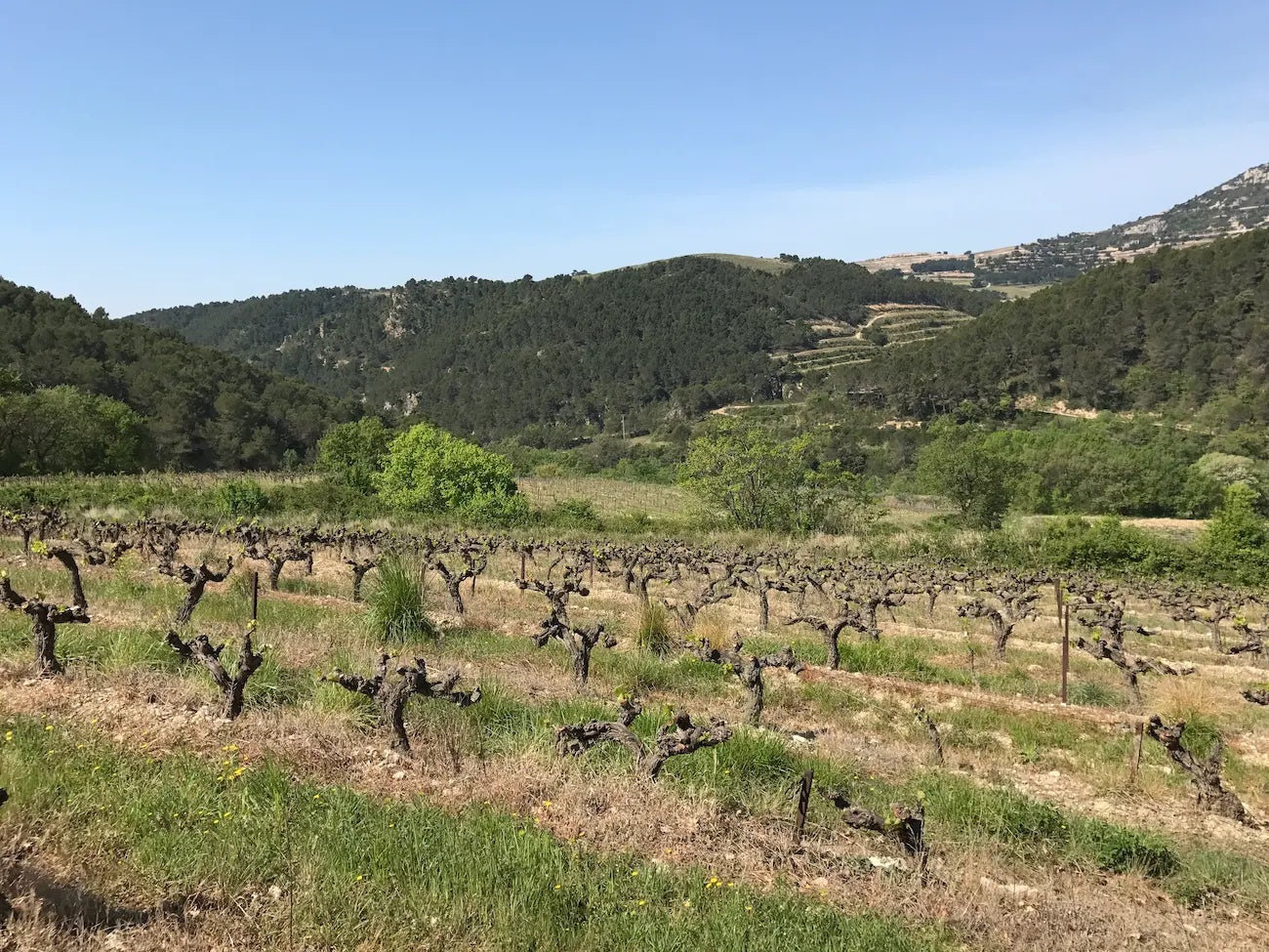 Rebberge im südlichen Côtes du Rhône in der Region Ventoux.