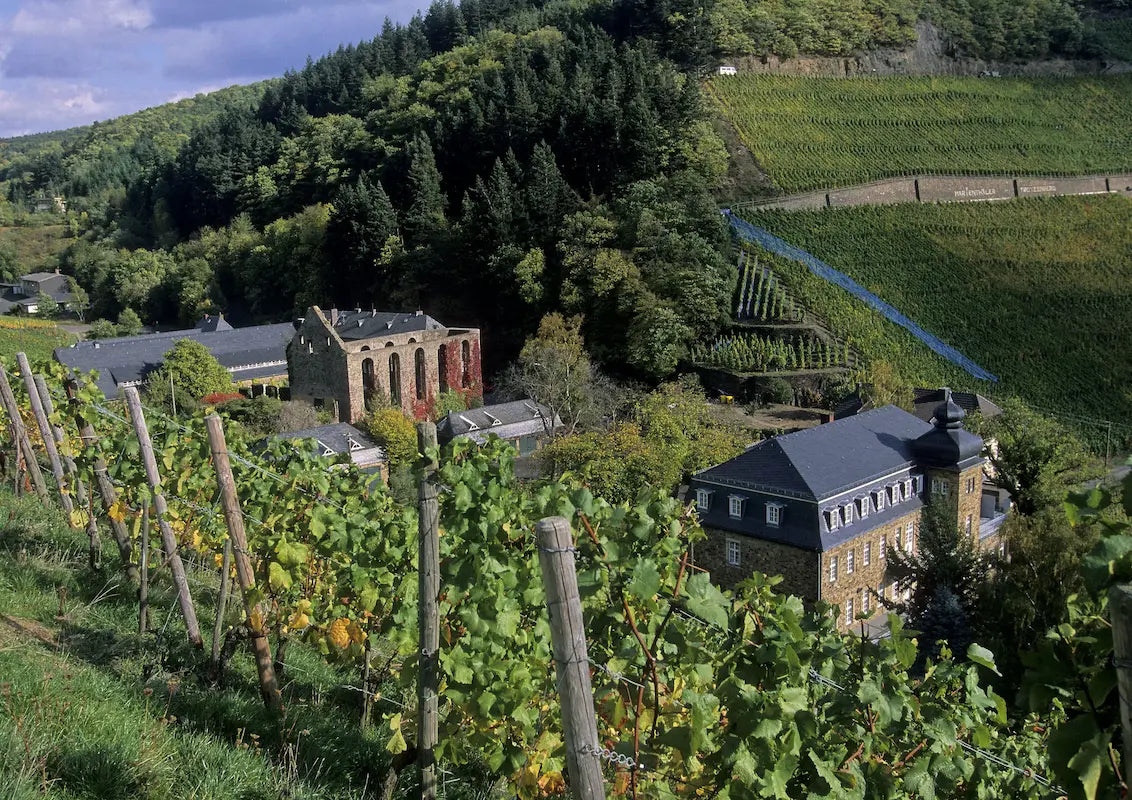 Blick auf Mariental im Weinanbaugebiet Ahr mit Rebbergen im Hintergrund und Wald.