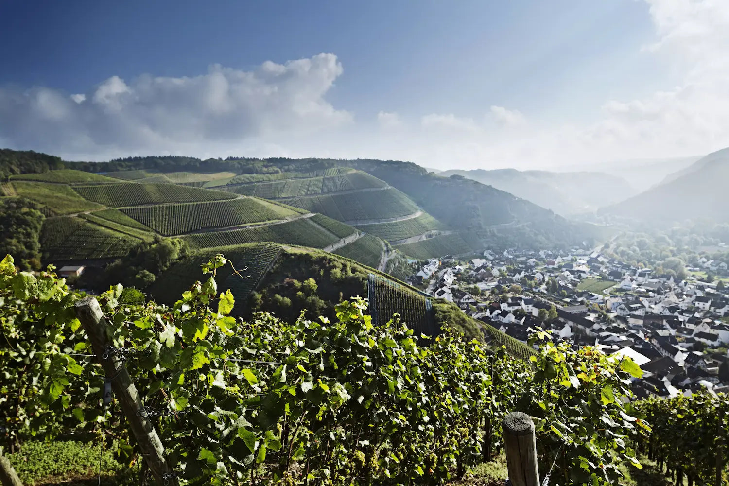 Blick über die Weinberge im Ahrtal mit Dorf im Hintergrund und Reben im Vordergrund.
