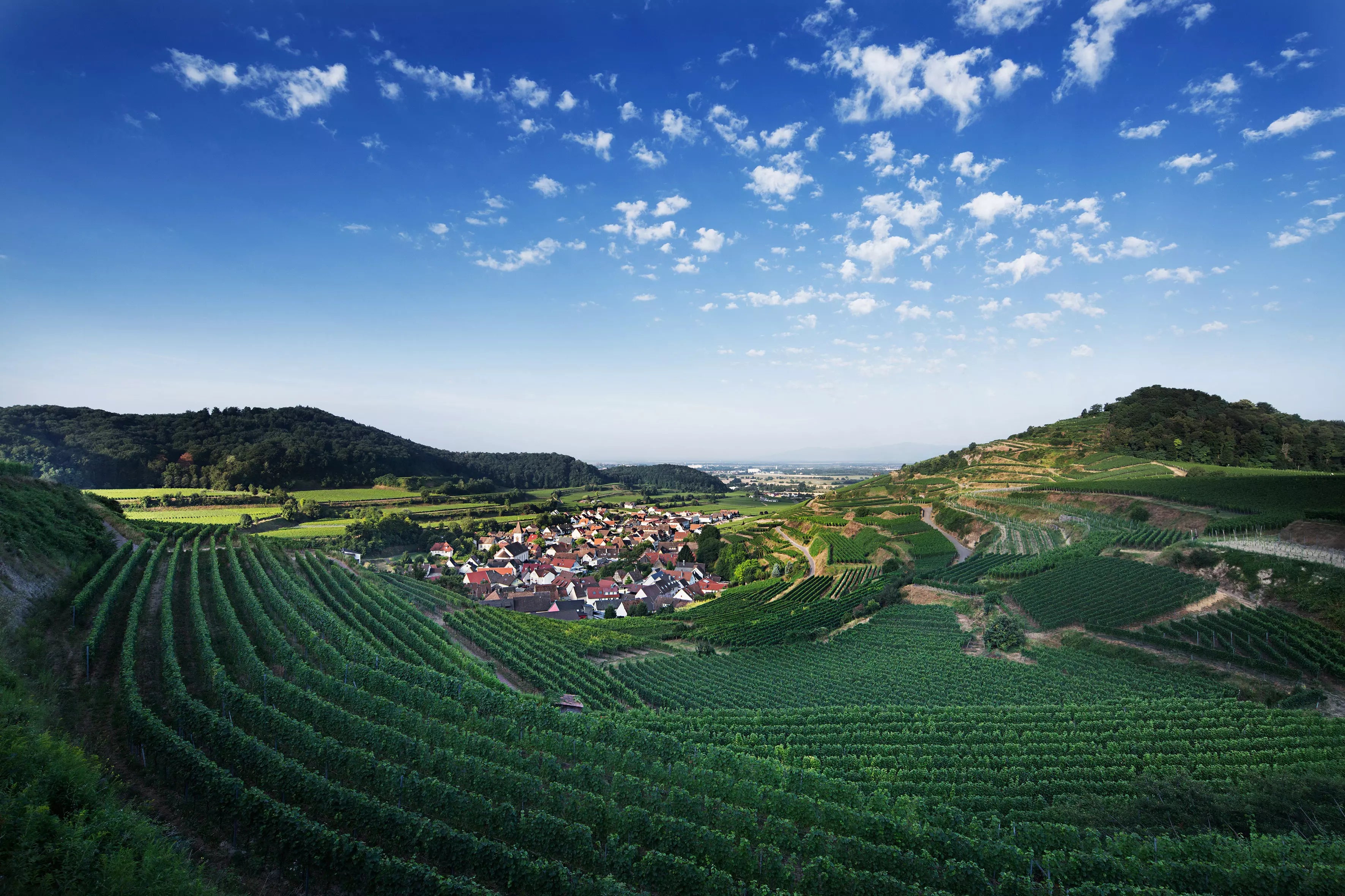 Einzellage Achkarren am Kaiserstuhl im Anbaugebiet Baden, im Vordergrund Weinberge und dahinter ein Dorf.
