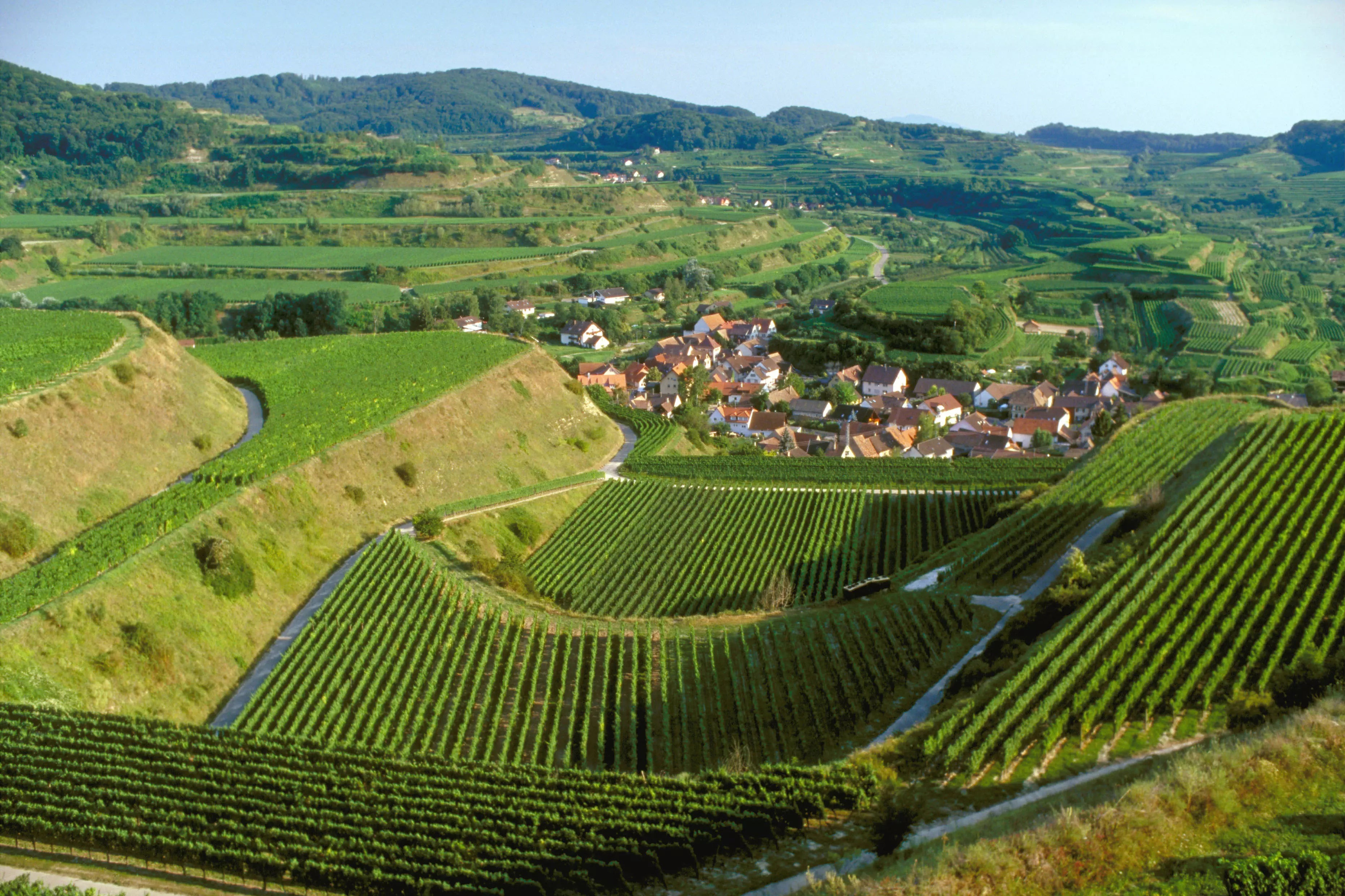 Blick über die Rebberge am Kaiserstuhl im Weinanbaugebiet Baden.