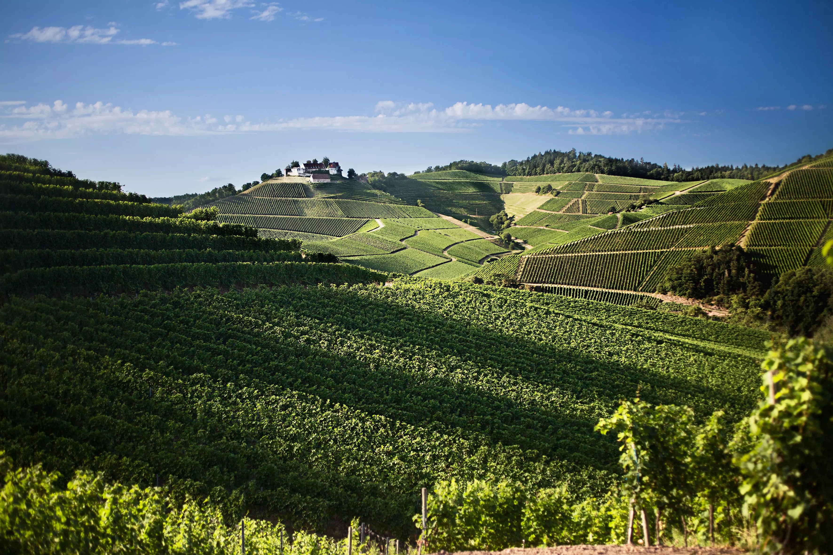 Hügelige Weinberge im Anbaugebiet Baden mit einem Schloss im Hintergrund hoch über den Rebbergen.