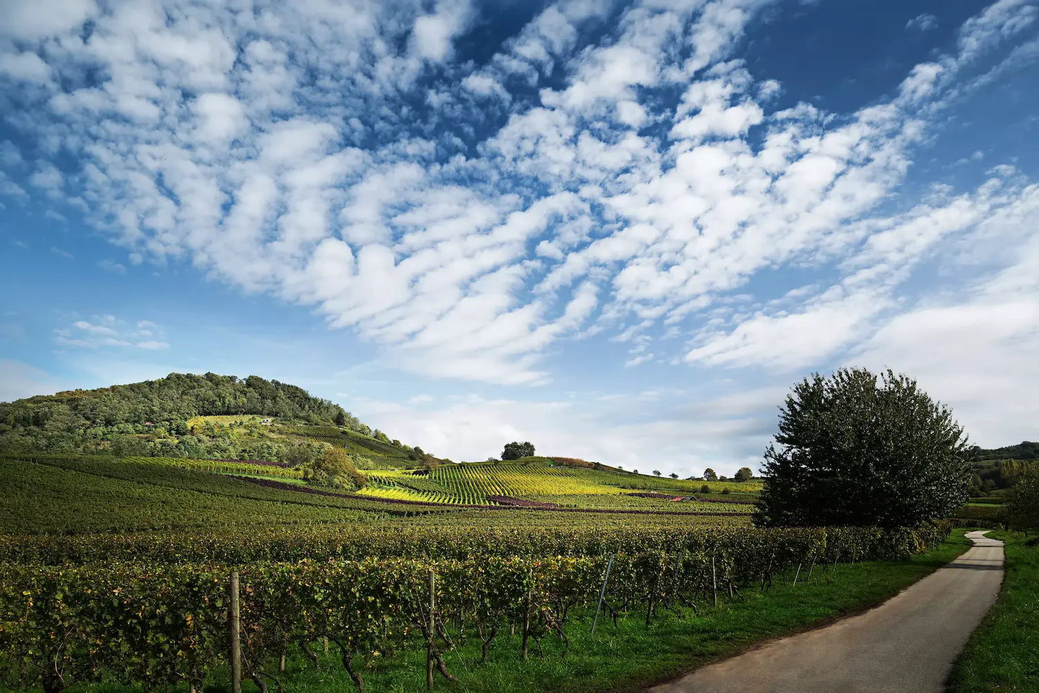 Blick auf die Weinberge in Bensheim im Anbaugebiet Hessische Bergstrasse.