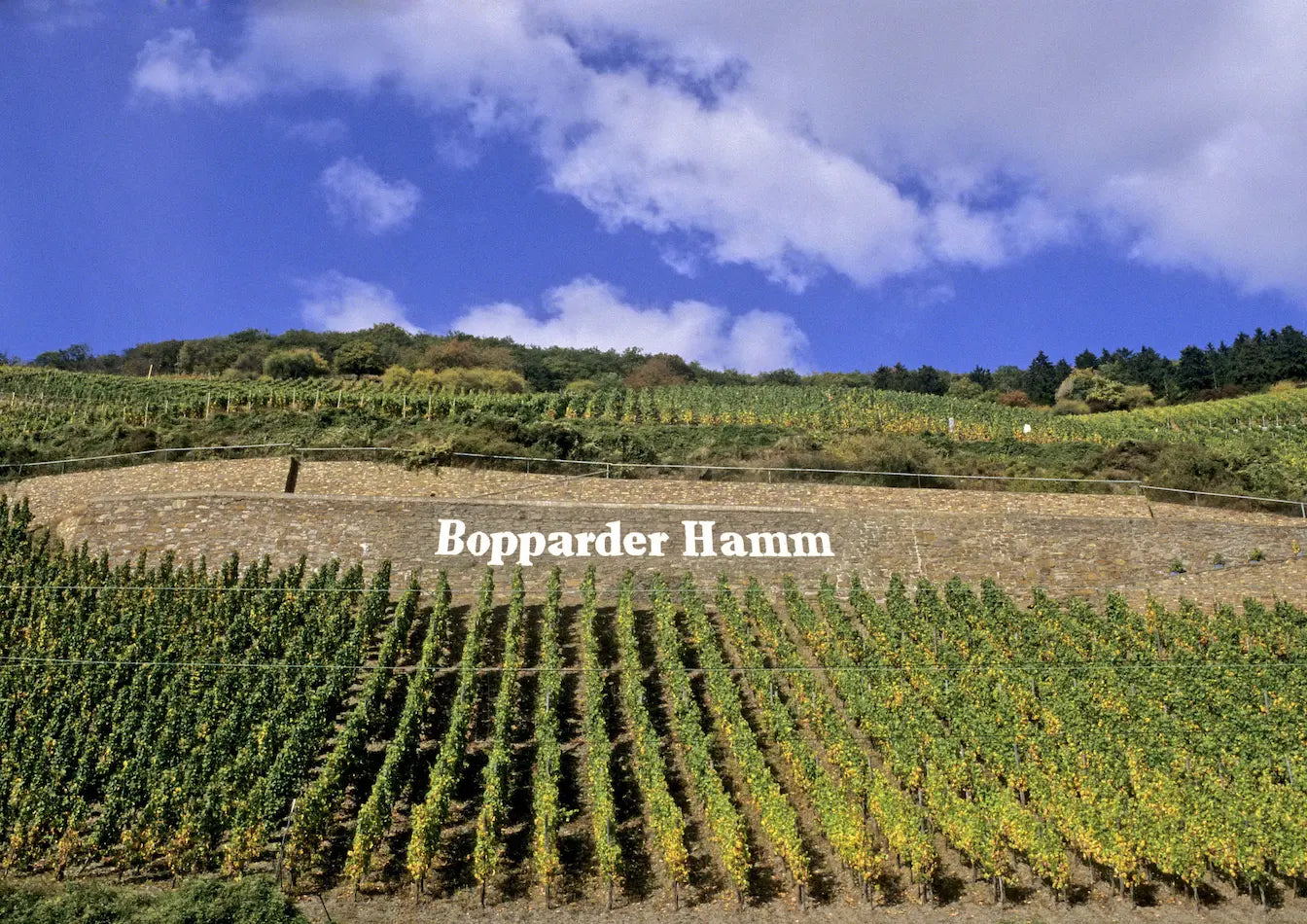Einzellage Bopparder Hamm mit Reben und Steinmauer im Anbaugebiet Mittelrhein.