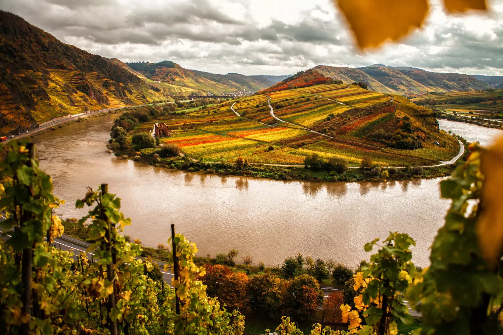 Blick auf die Moselschlaufe aus dem Rebberg Bremmer Calmont im Weinanbaugebiet Mosel.
