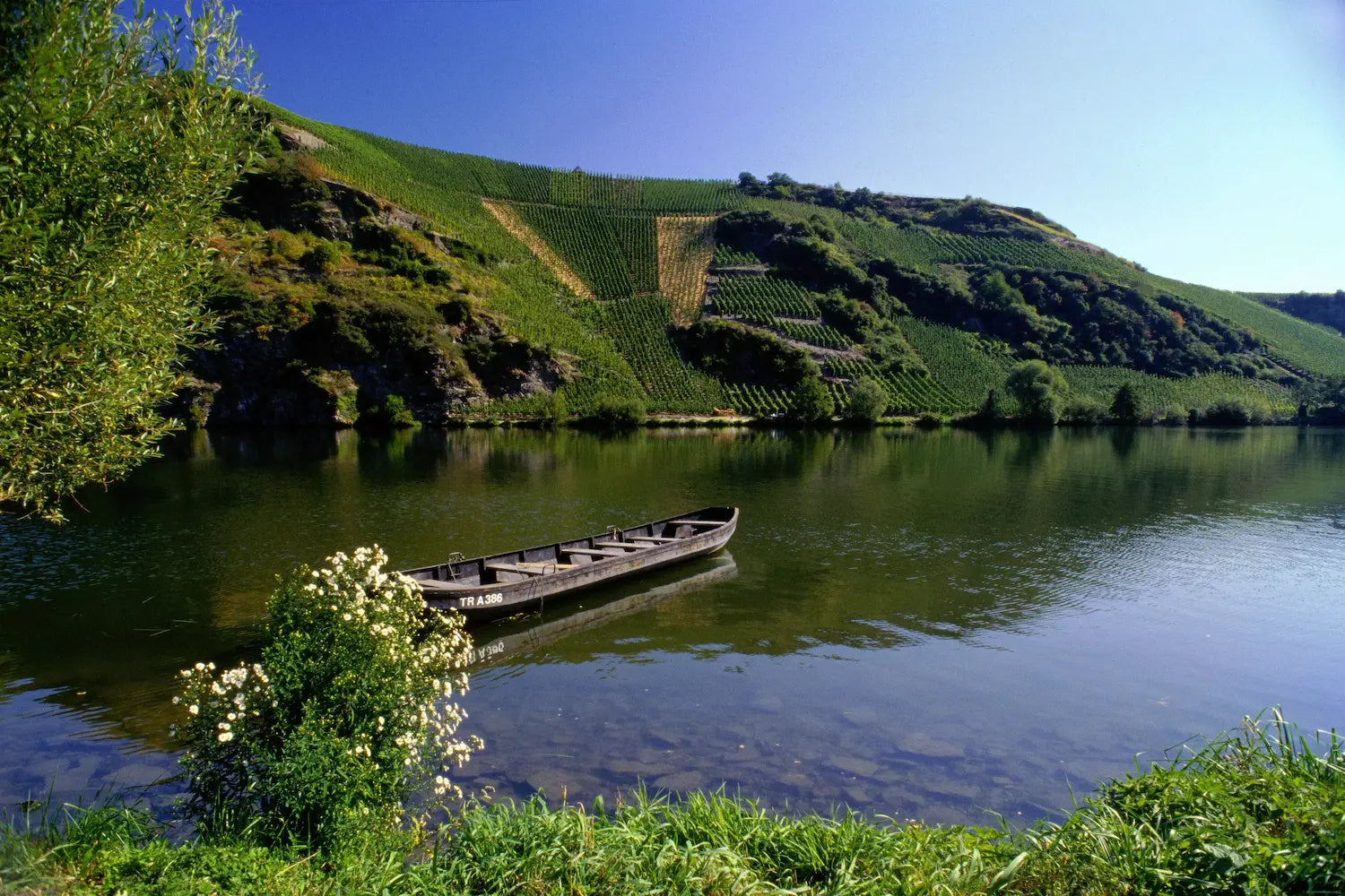 Boot auf der Mosel mit Steillagen im Hintergrund, typische Weinberge an der Mosel.