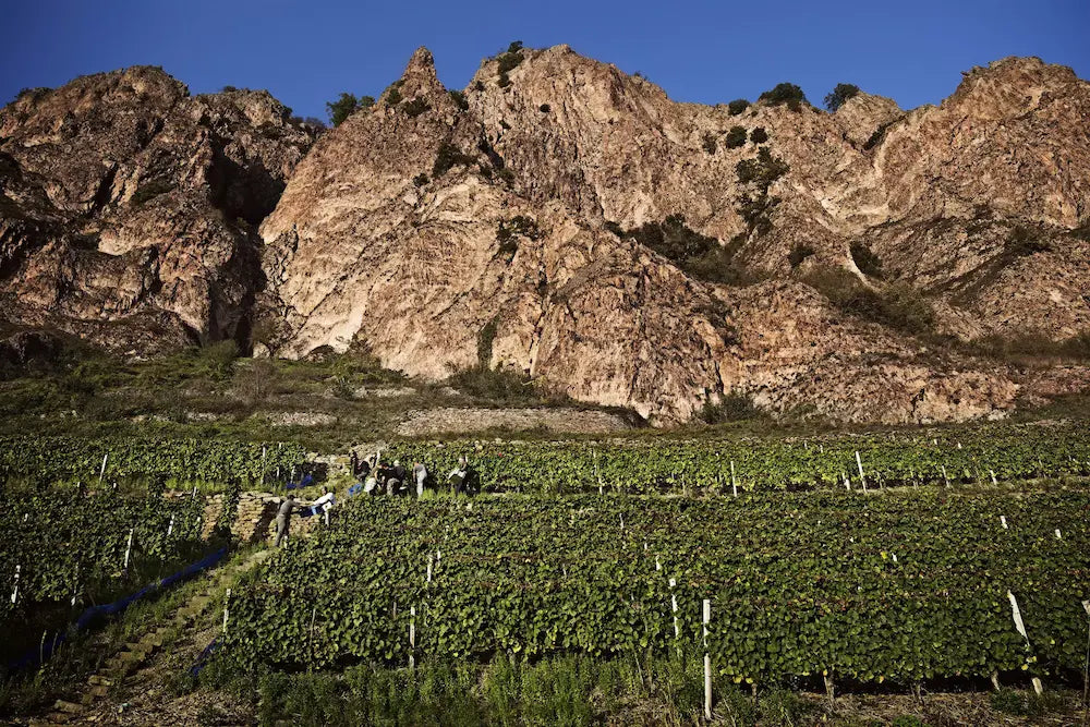 Einzellage Rotenfels an der Nahe mit Mitarbeitern bei der Ernte im Herbst.