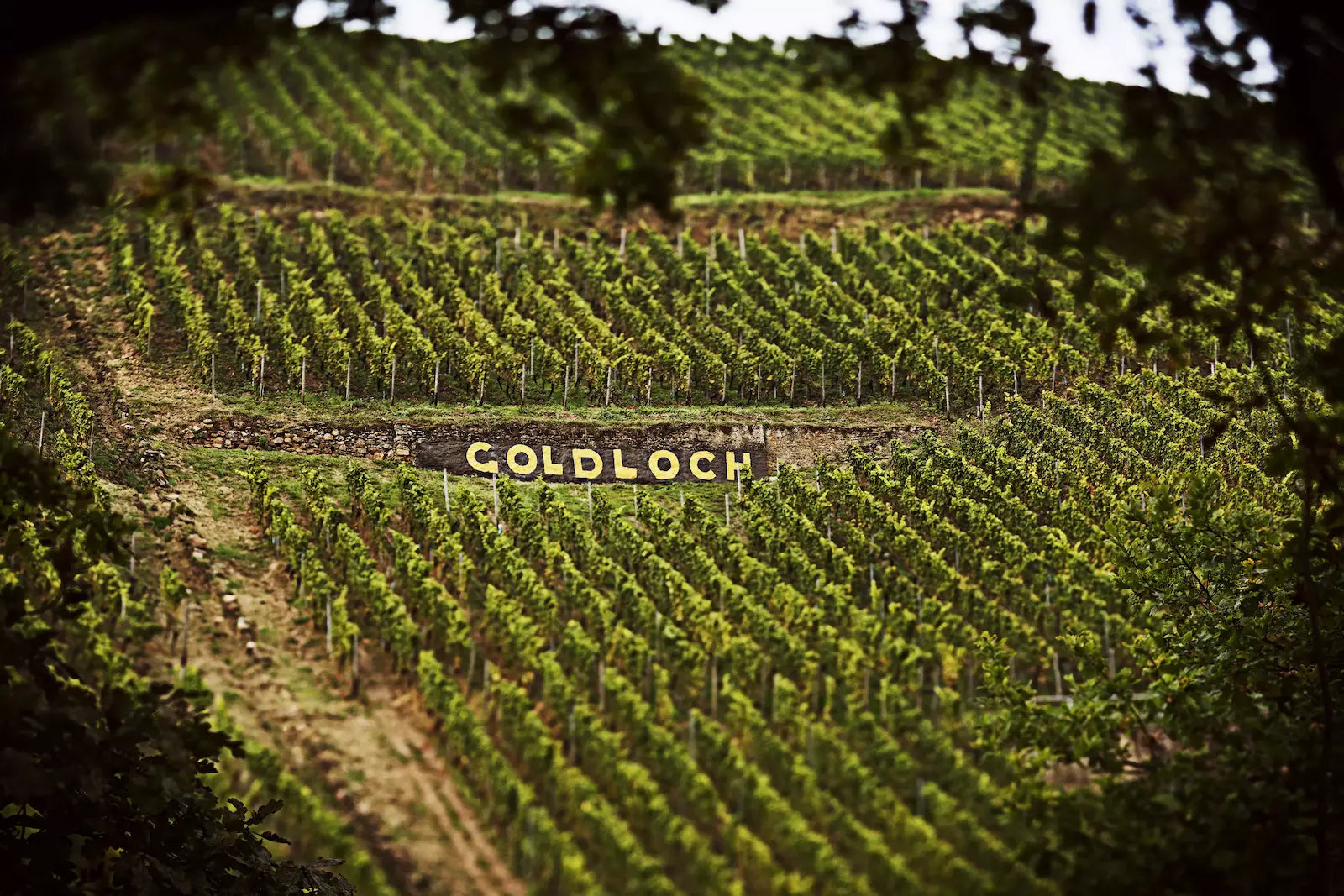 Blick aus dem Wald auf die Einzellage Goldlock im Weinanbaugebiet Nahe.