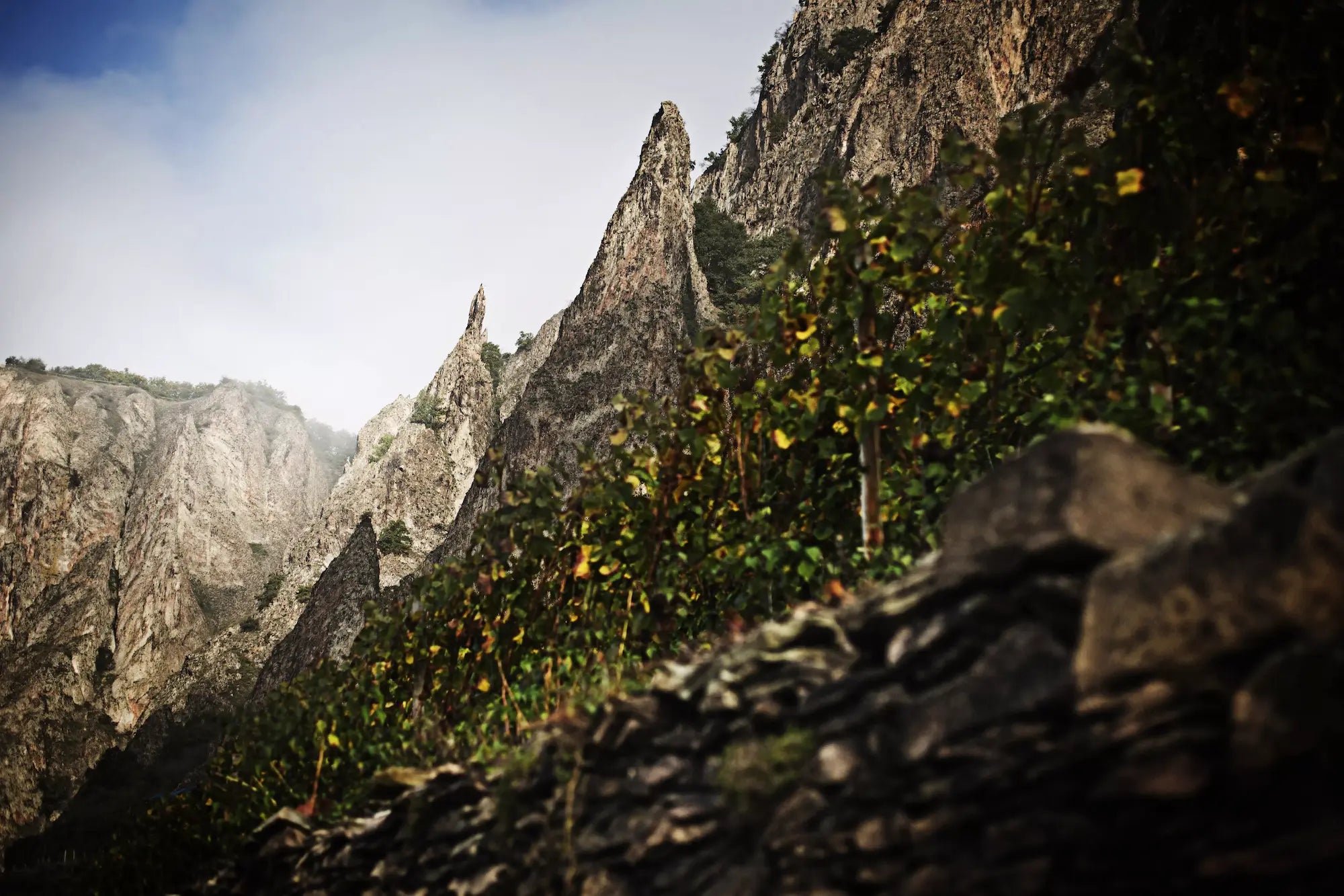 Weinberge mit Felsen im Hintergrund im Anbaugebiet Nahe in Deutschland.